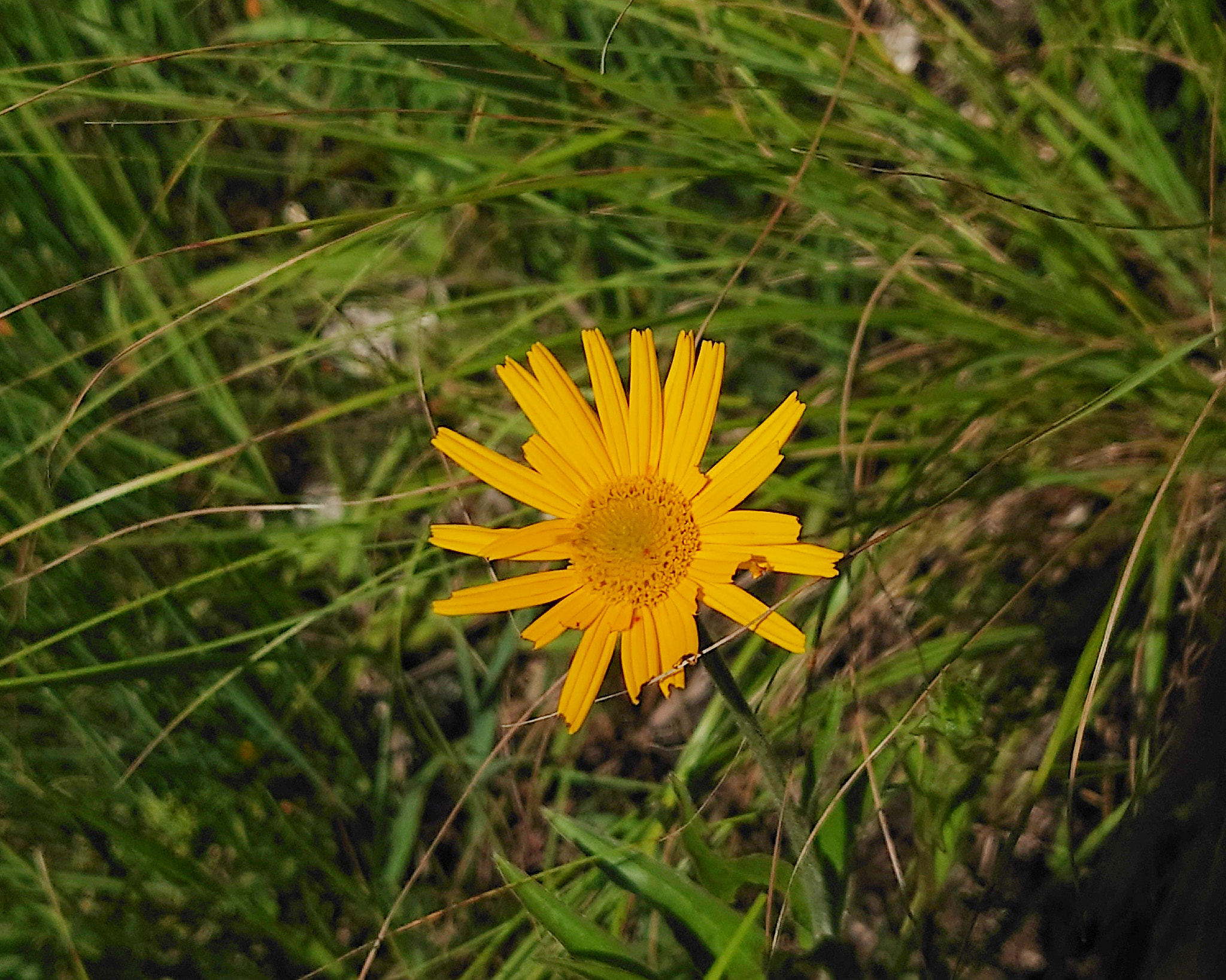 Ljusöga (<em>Buphthalmum salicifolium</em>)