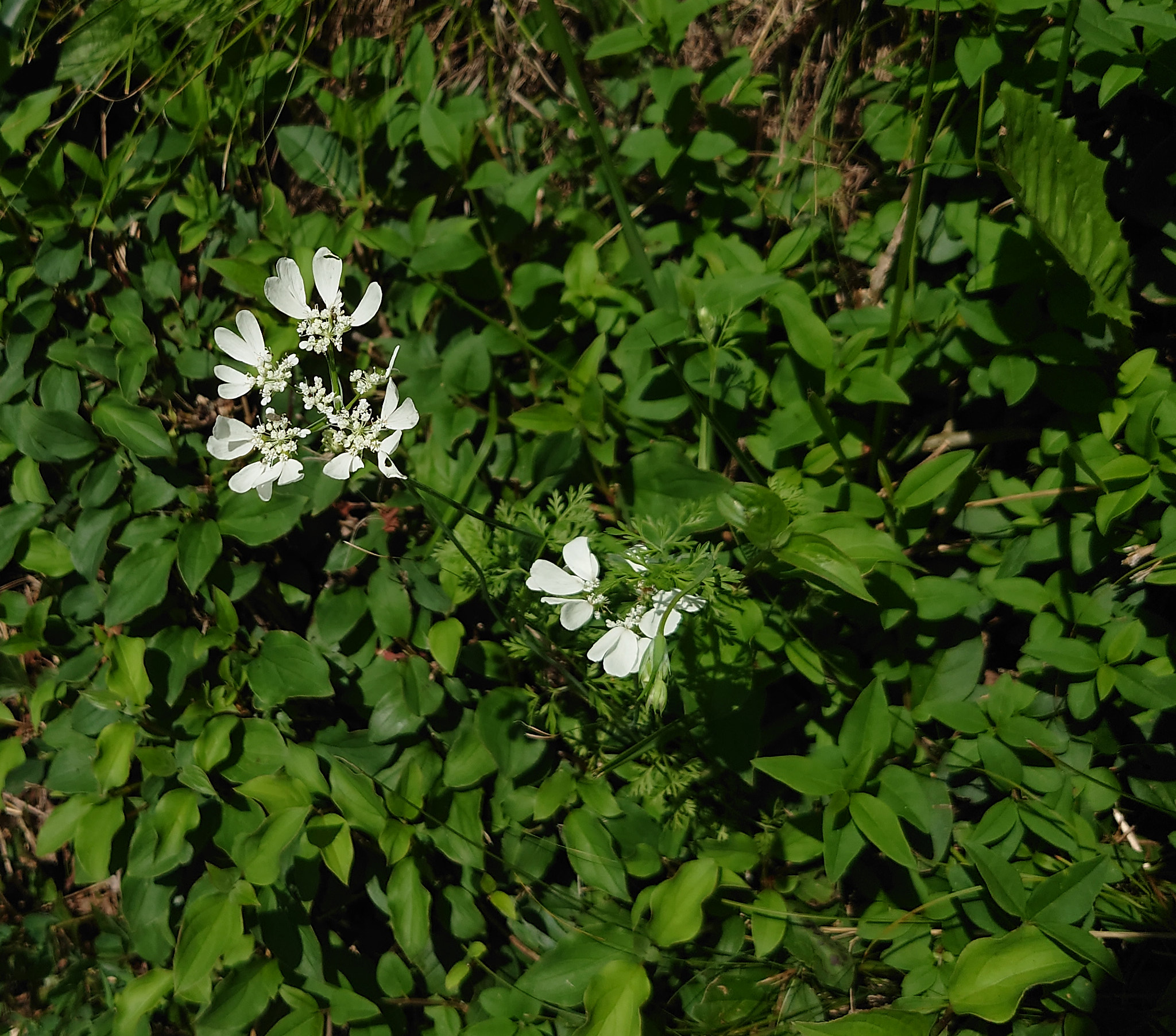 Blomsterkörvel (<em>Orlaya grandiflora</em>)