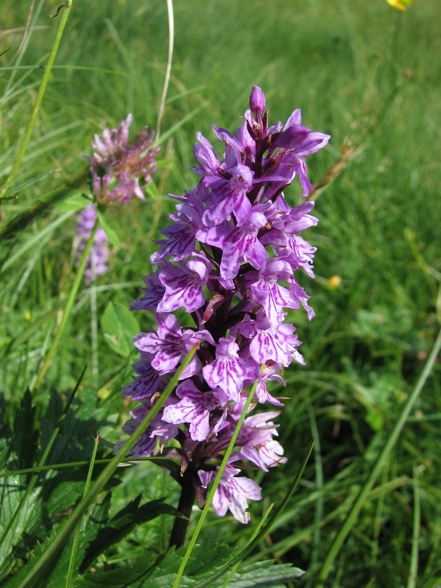 Skogsnycklar (<em>Dactylorhiza maculata ssp. fuchsii</em>)