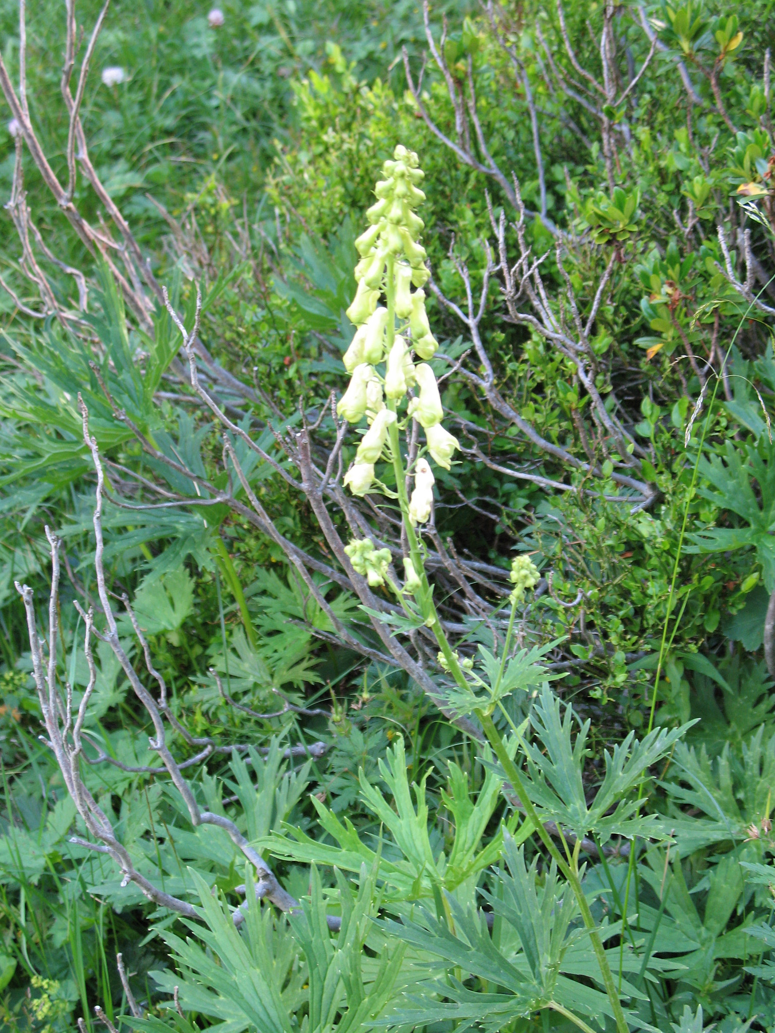 Alpstormhatt (<em>Aconitum vulparia</em>)