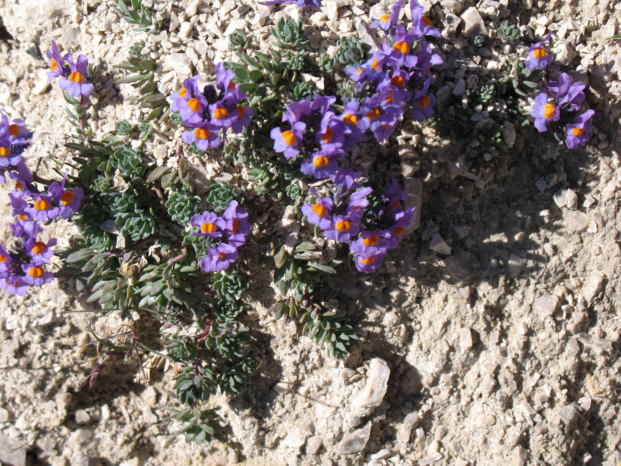 Alpsporre (<em>Linaria alpina</em>)