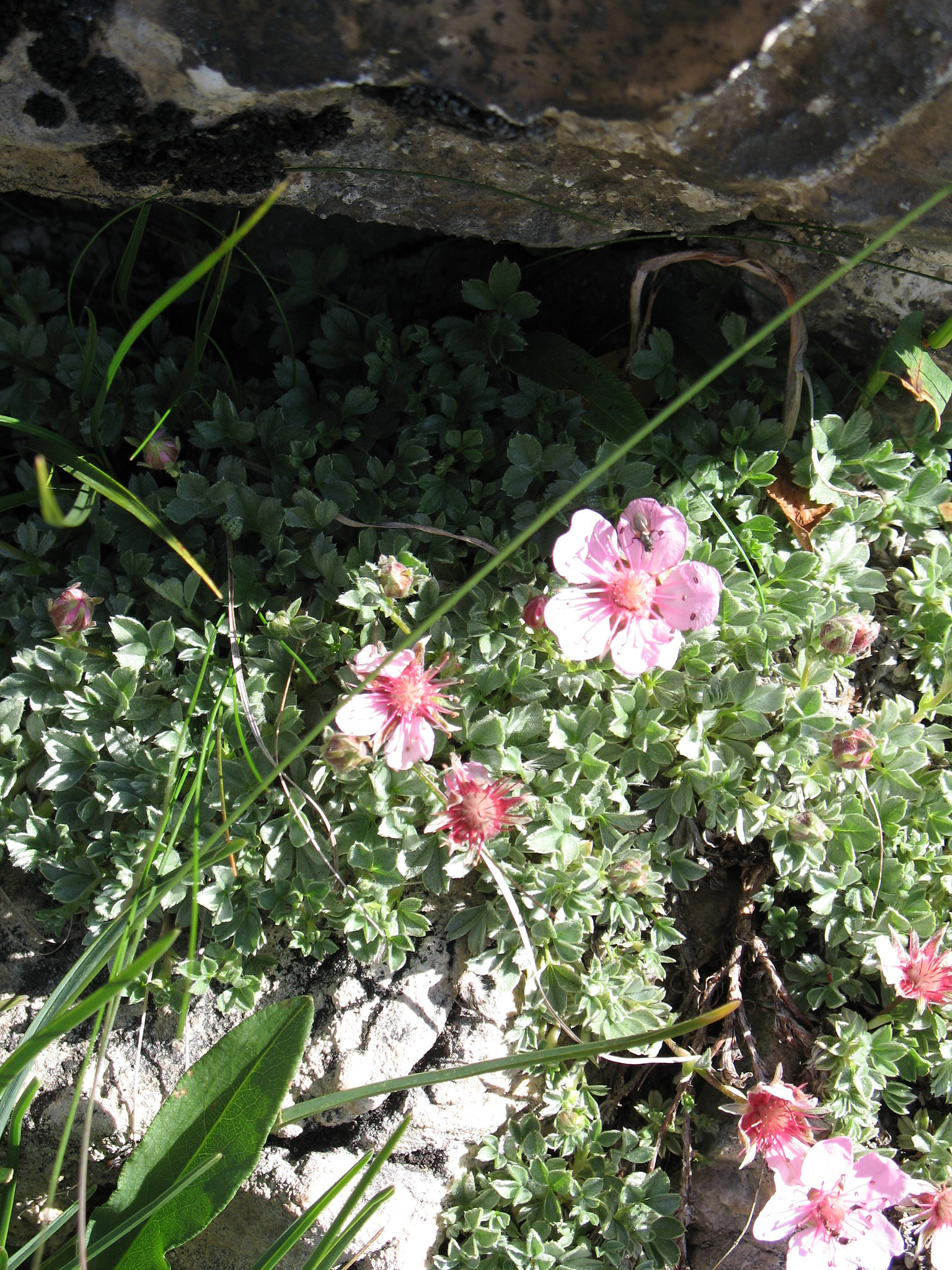 Glansfingerört (<em>Potentilla nitida</em>)