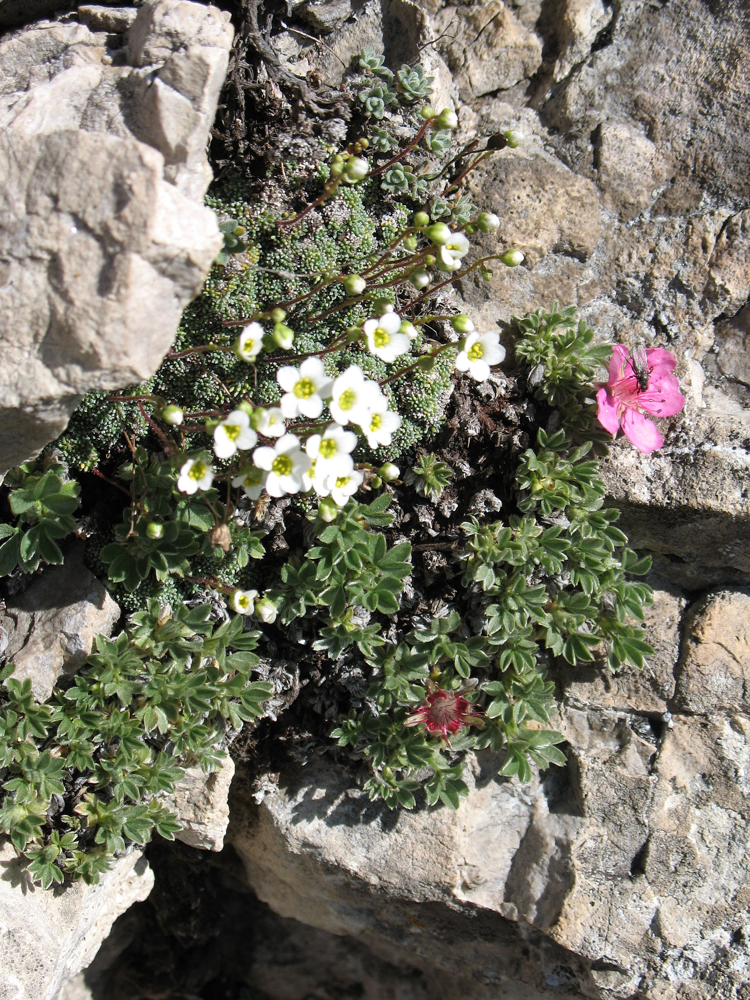 Silverbräcka (<em>Saxifraga paniculata</em>)