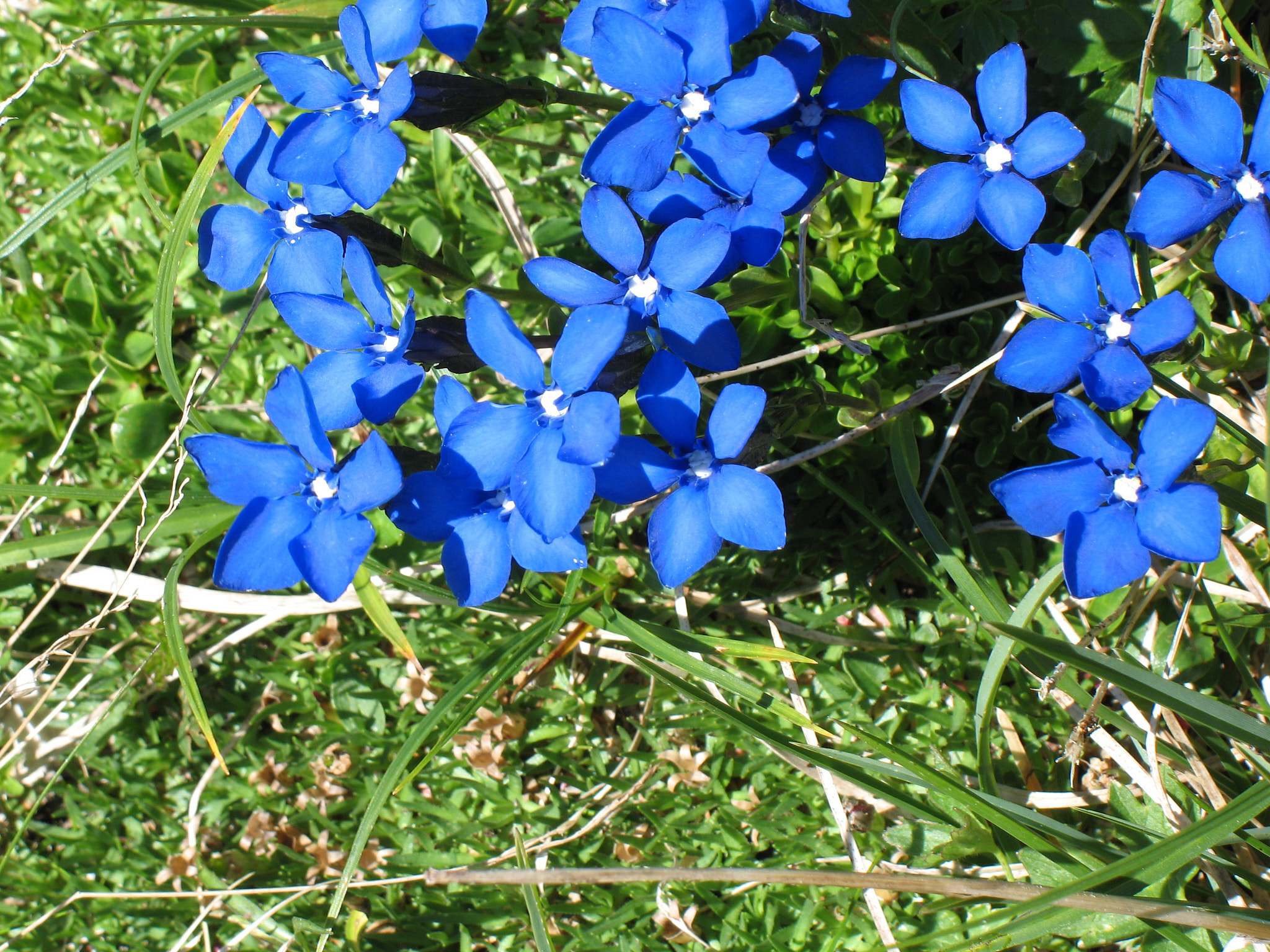 Vårgentiana (<em>Gentiana verna</em>)