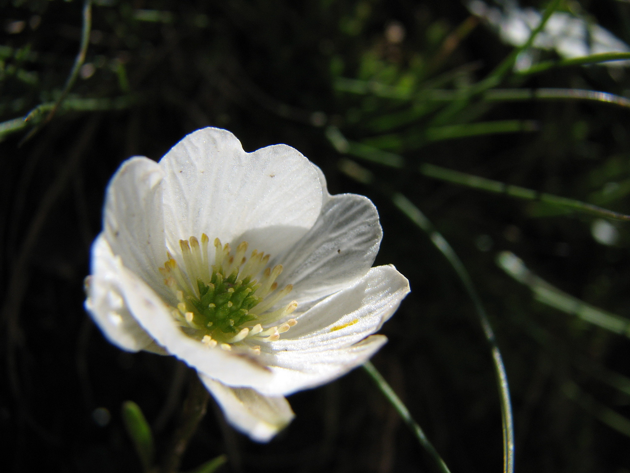 Fjällsippa (<em>Dryas octopetala</em>)