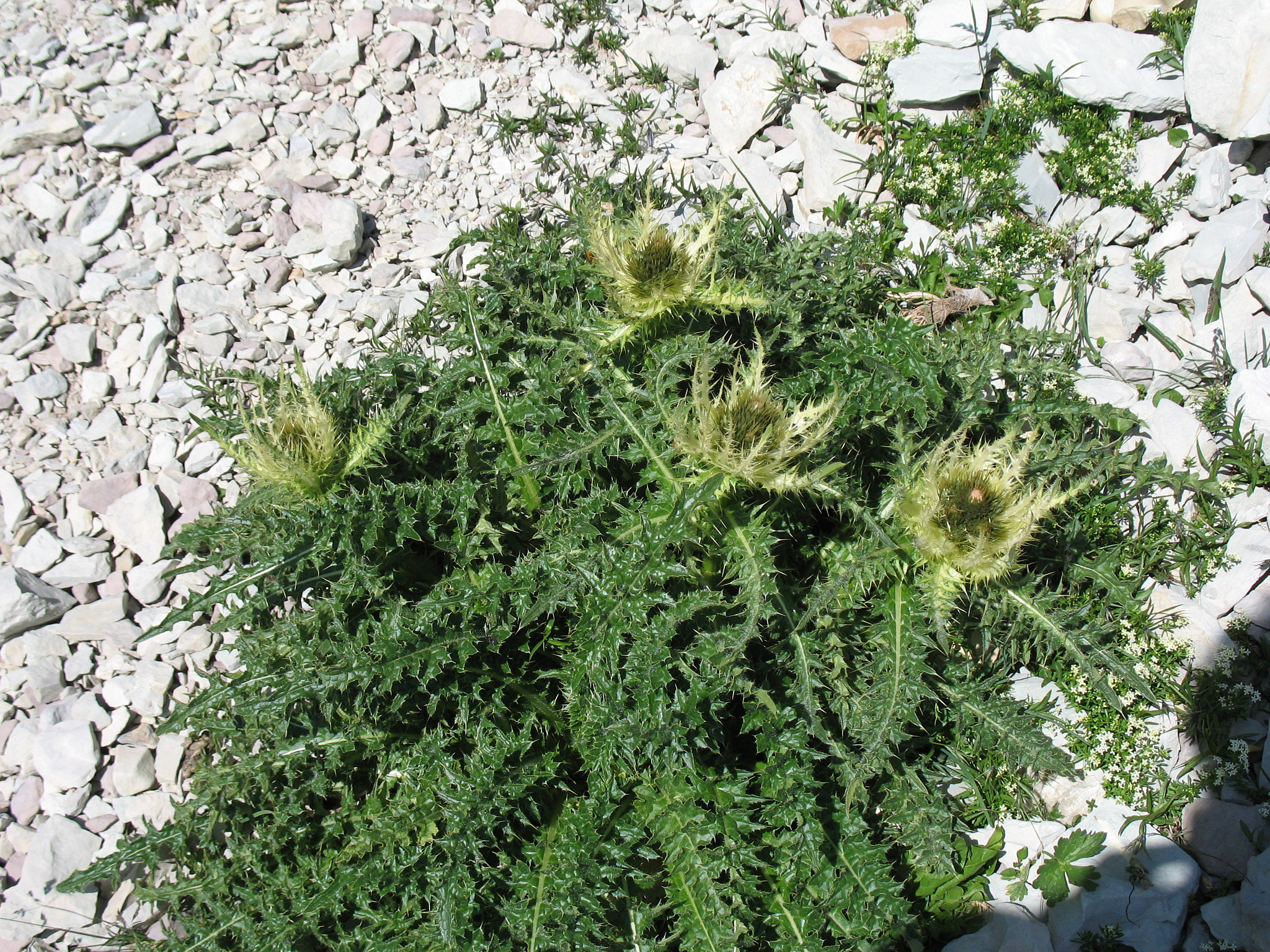 Alptistel (<em>Cirsium spinosissimum</em>)