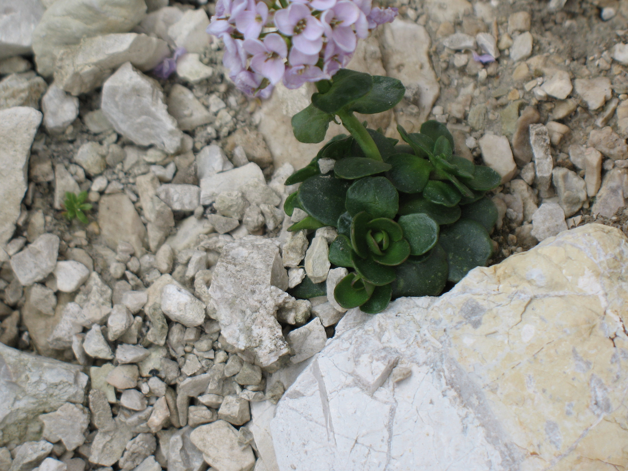 Alpskärvfrö (<em>Noccaea rotundifolia</em>)