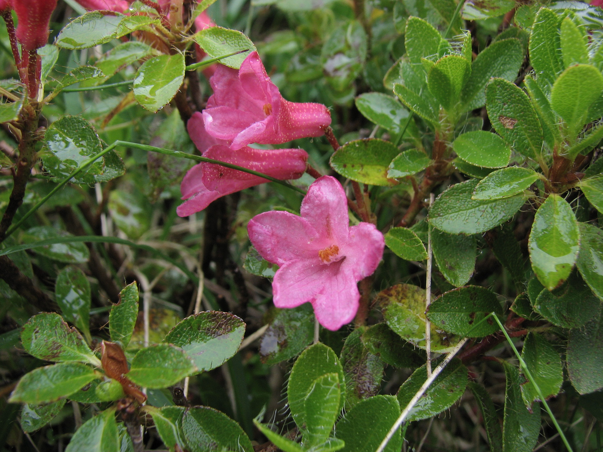 Håralpros (<em>Rhododendron hirsutum</em>)