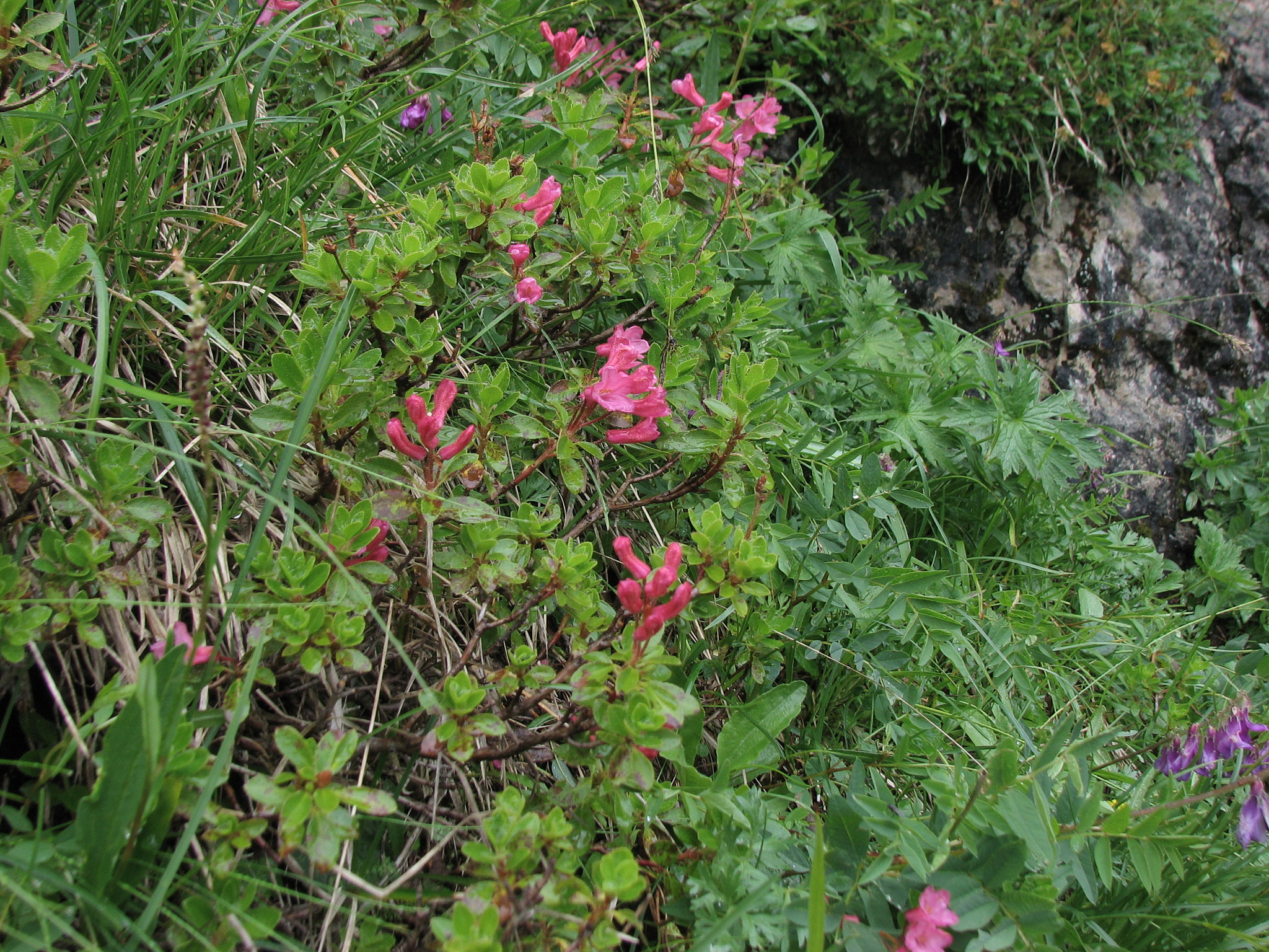 Håralpros (<em>Rhododendron hirsutum</em>)