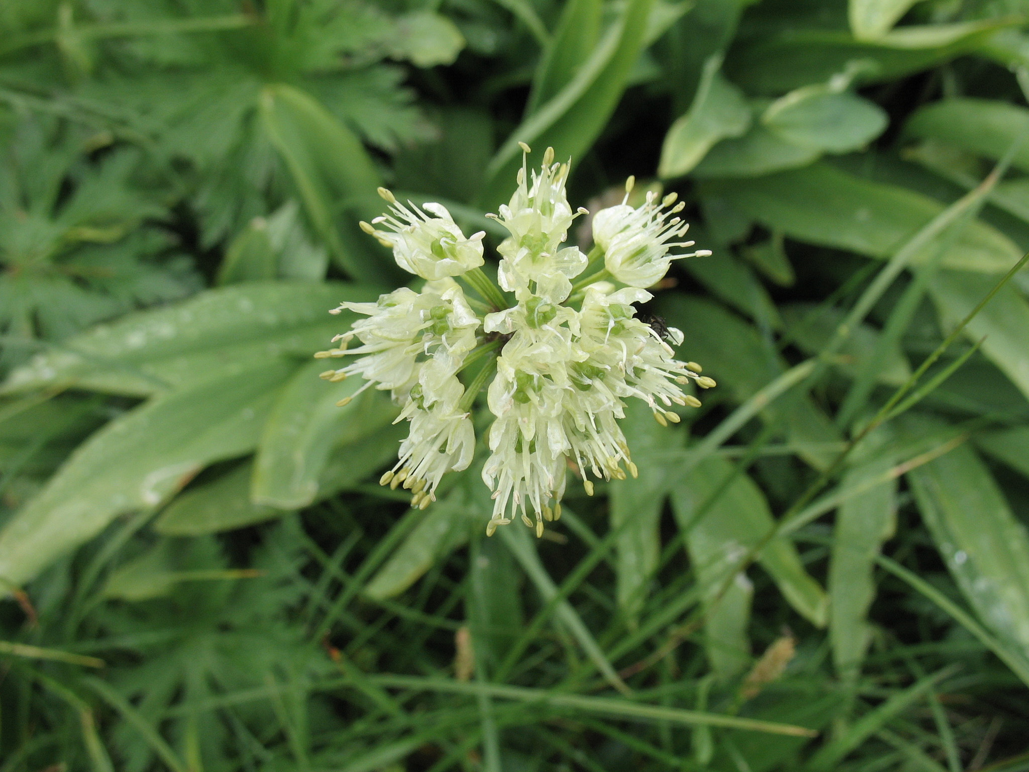 Segerlök (<em>Allium victorialis</em>)