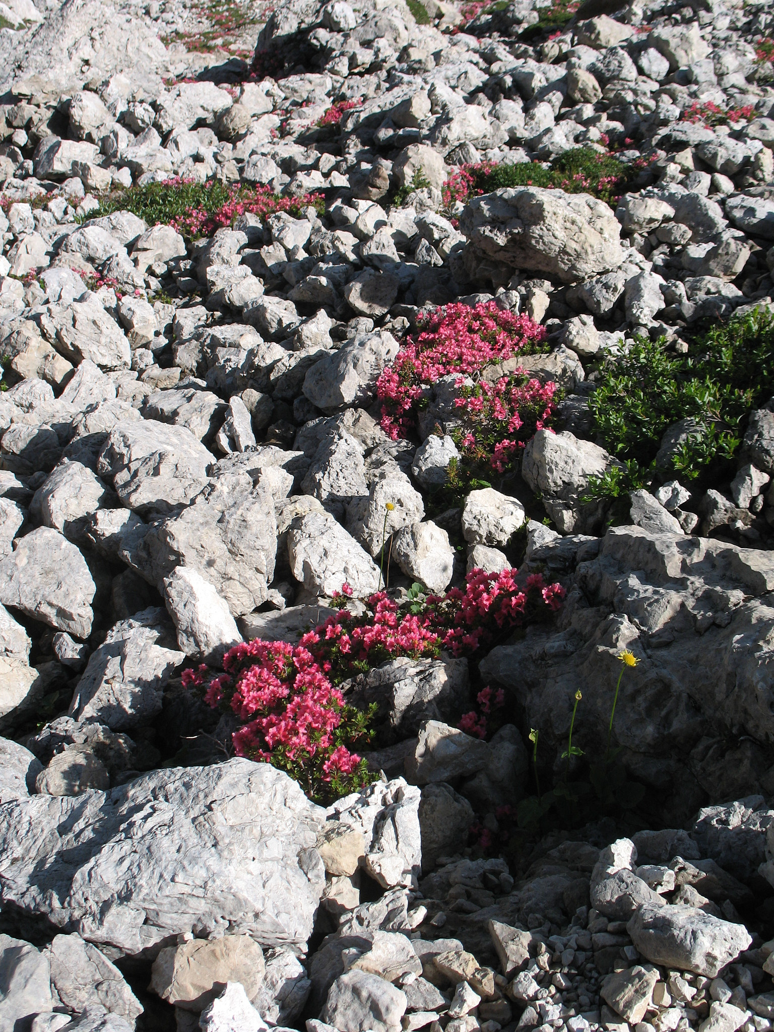 Rostalpros (<em>Rhododendron ferrugineum</em>)