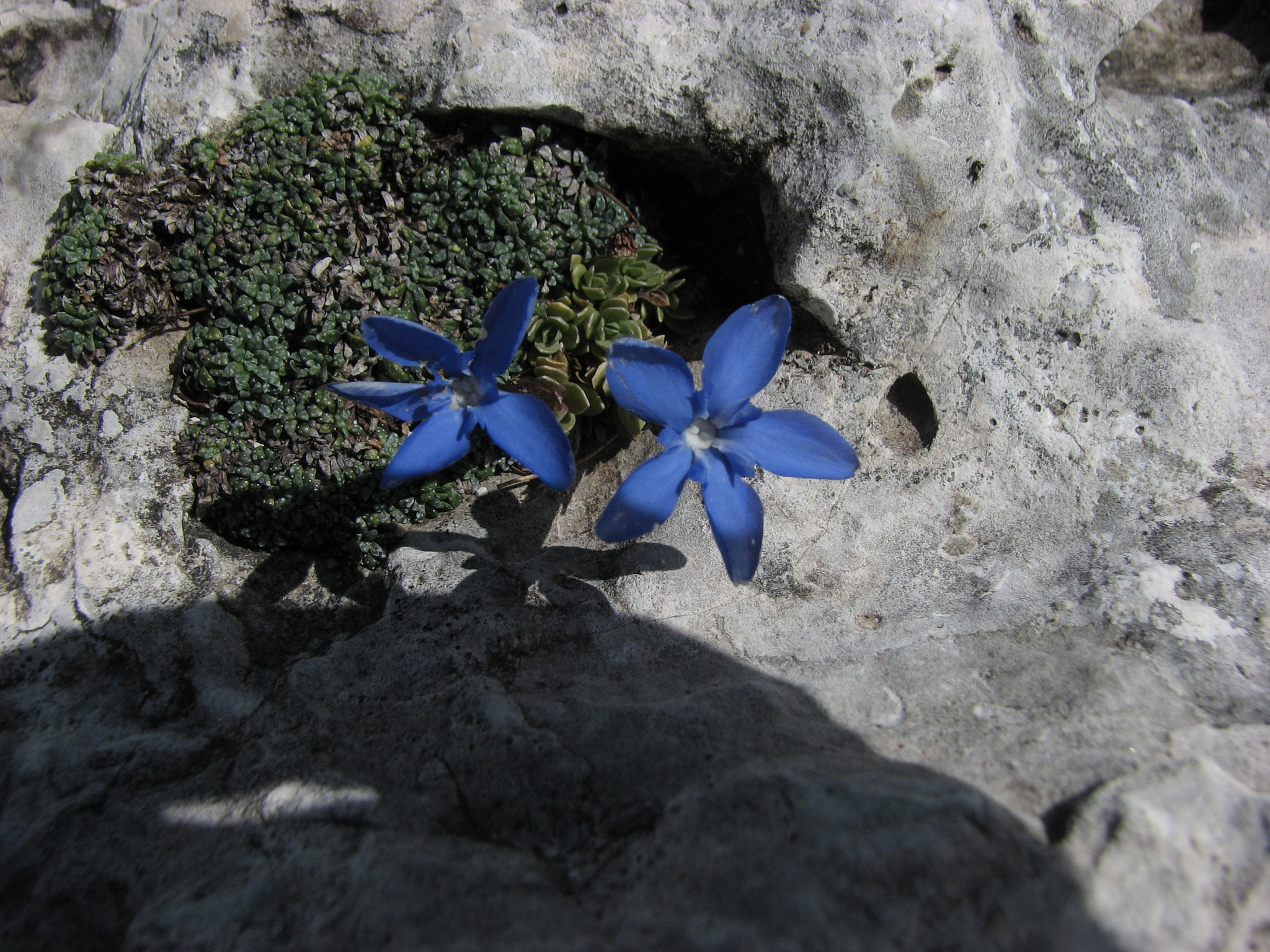 Mattgentiana (<em>Gentiana terglouensis</em>)