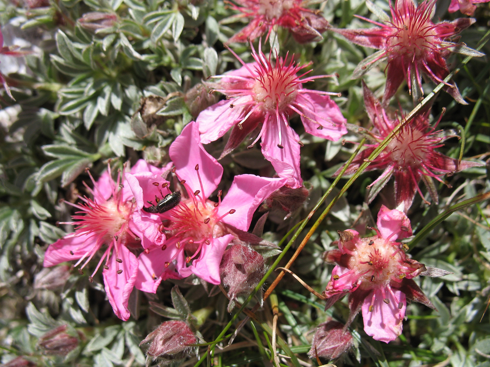 Glansfingerört (<em>Potentilla nitida</em>)