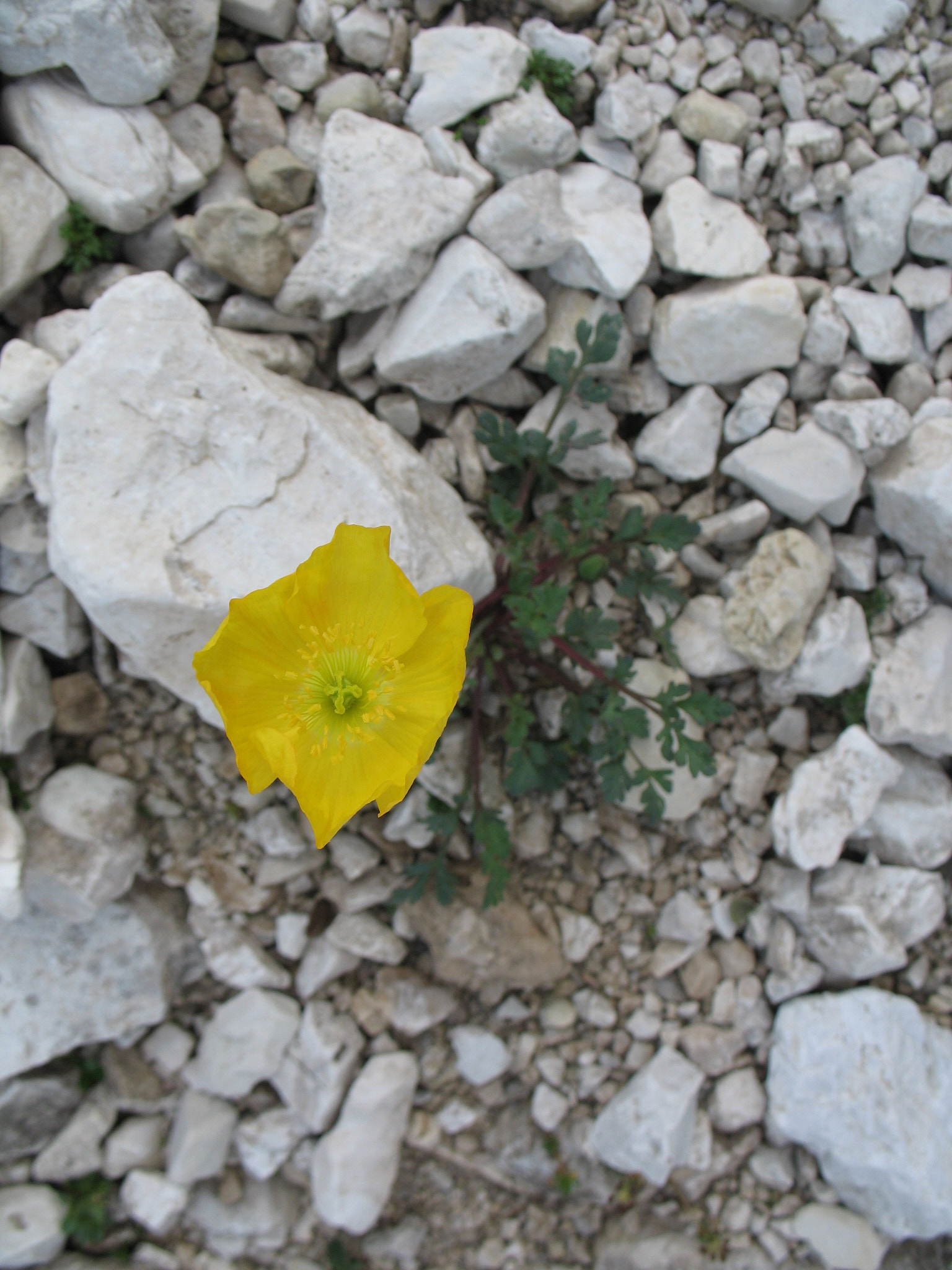 Alpvallmo (<em>Papaver alpinum</em>)