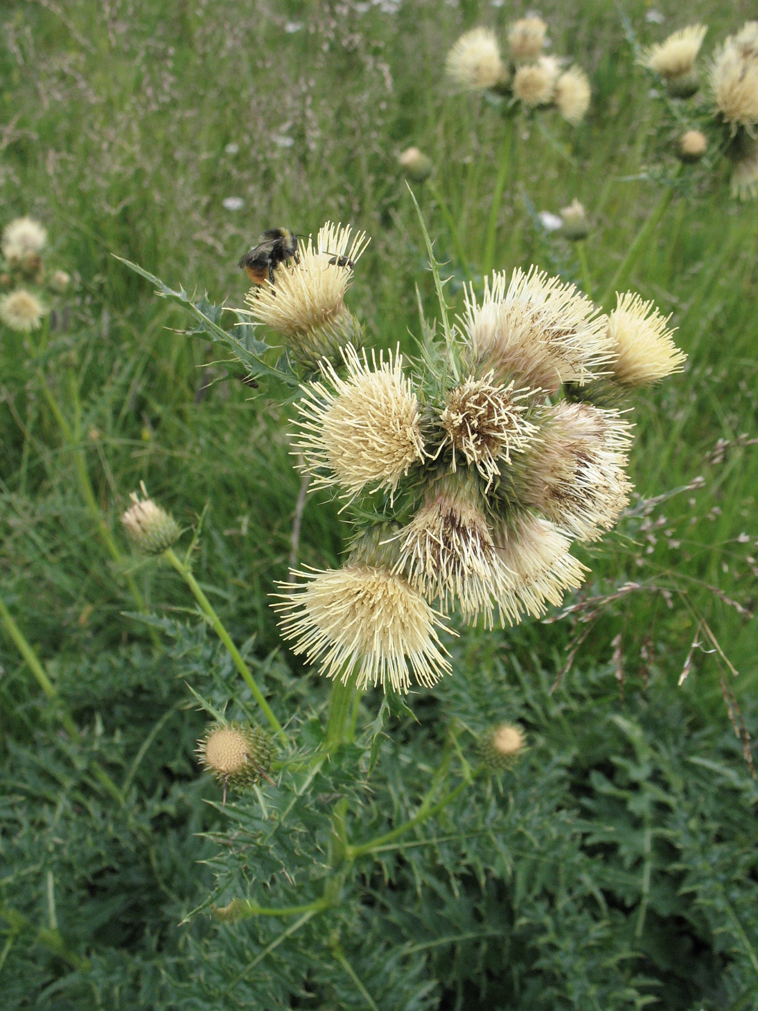 Hängtistel (<em>Cirsium erisithales</em>)