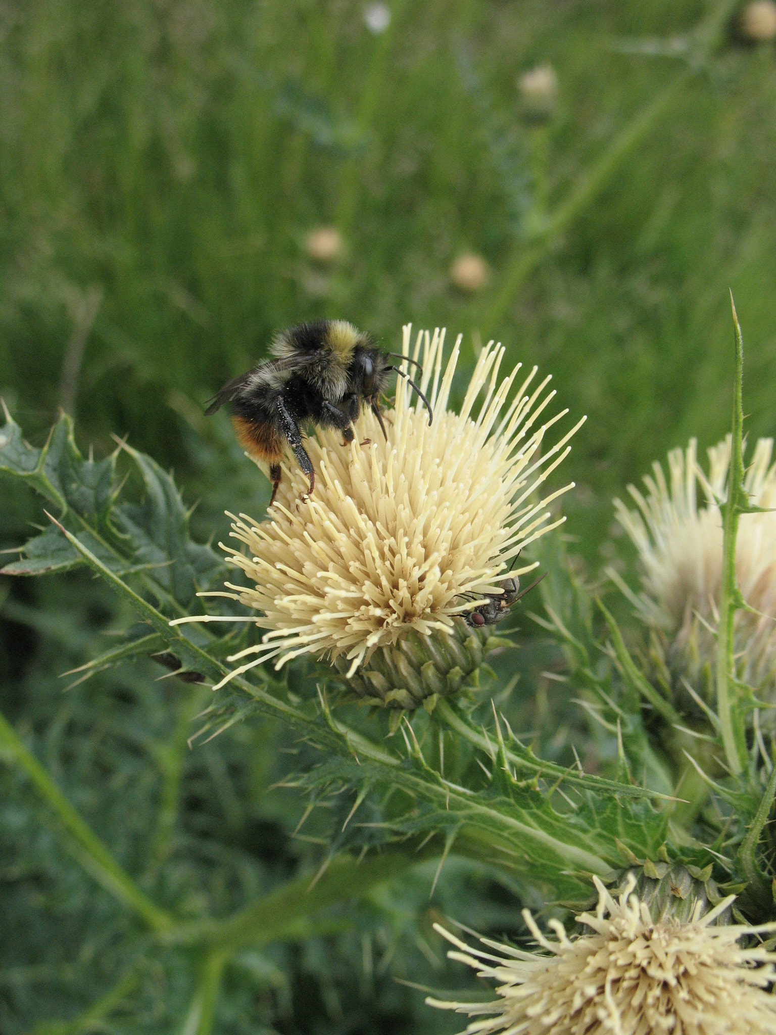 Hängtistel (<em>Cirsium erisithales</em>)