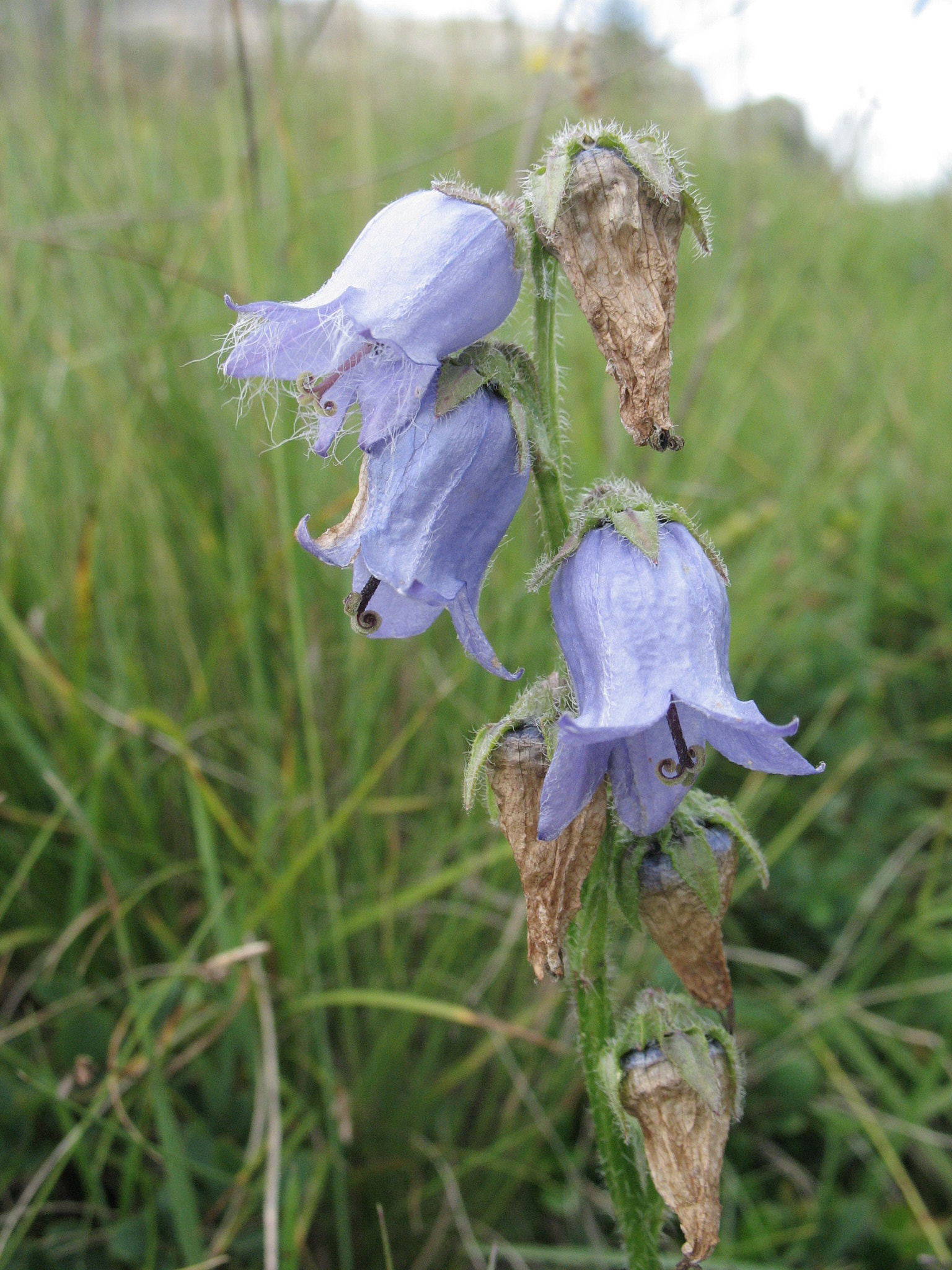 Skäggklocka (<em>Campanula barbata</em>)