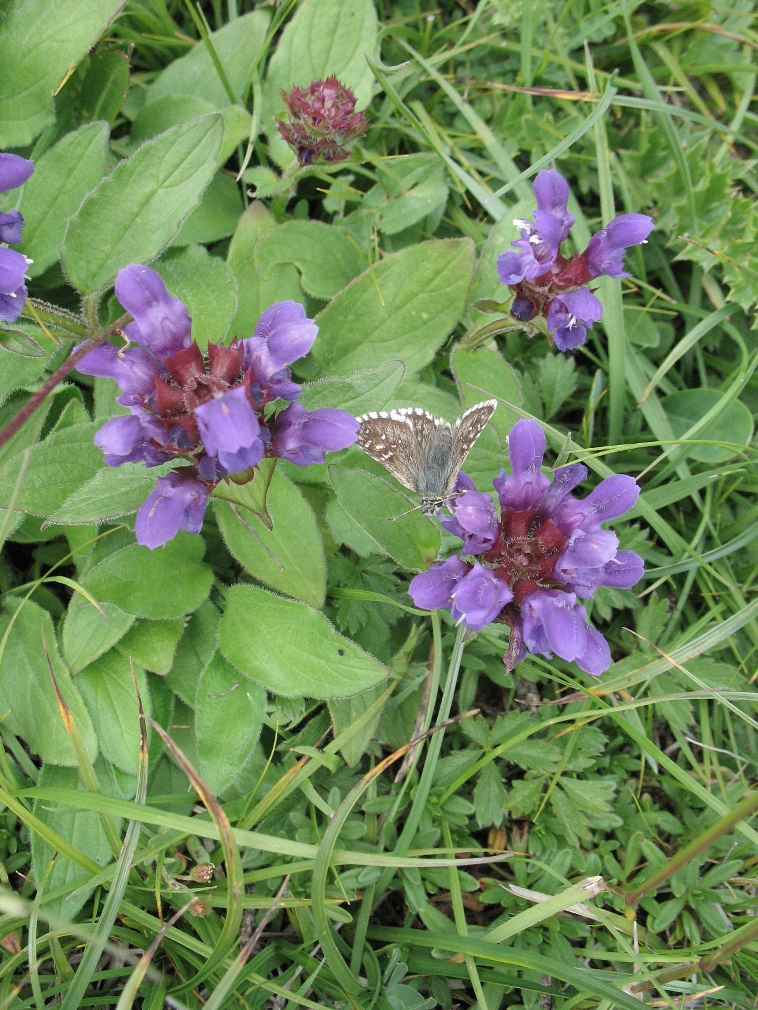 Brunört (<em>Prunella vulgaris</em>)