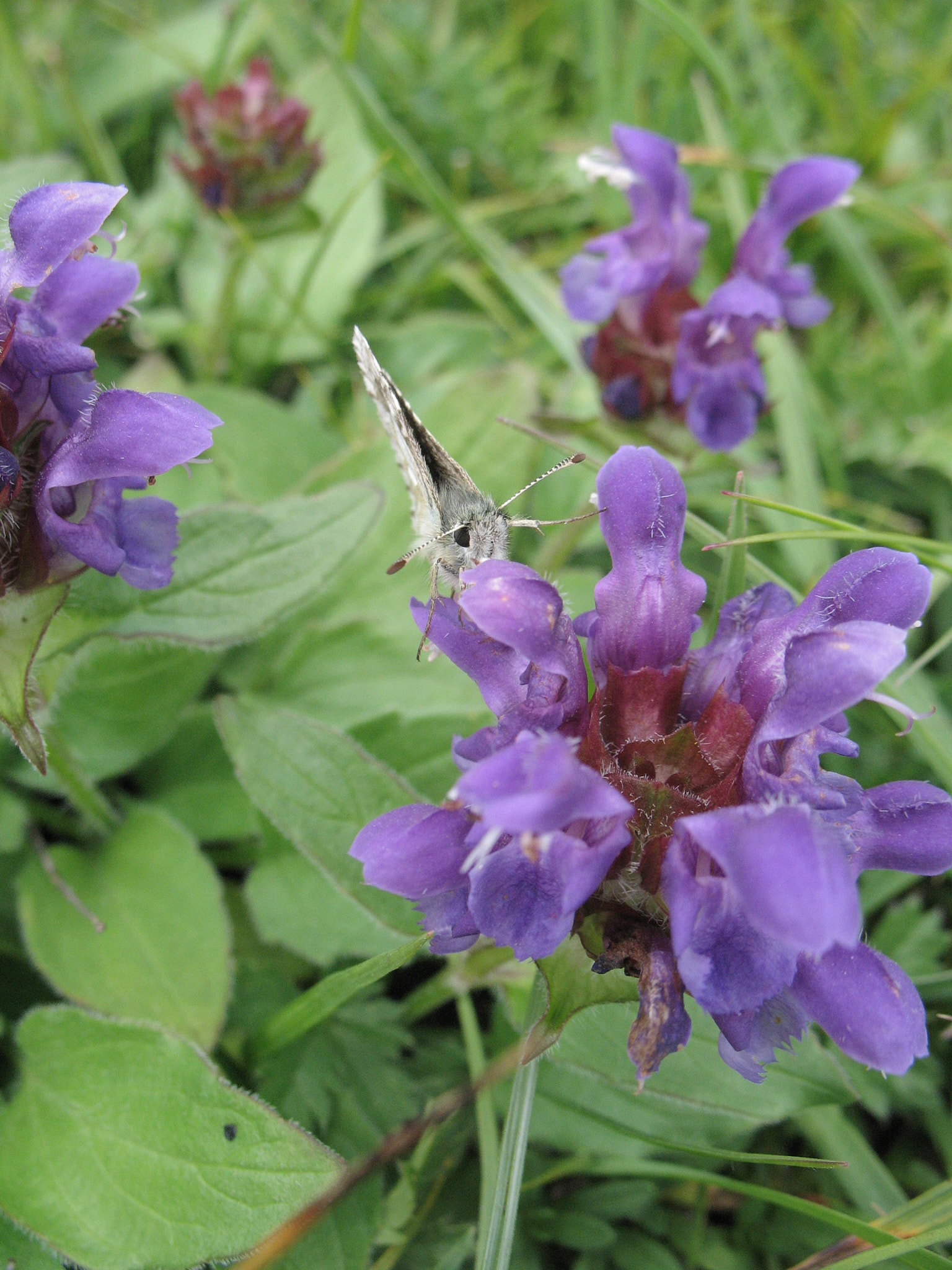 Brunört (<em>Prunella vulgaris</em>)