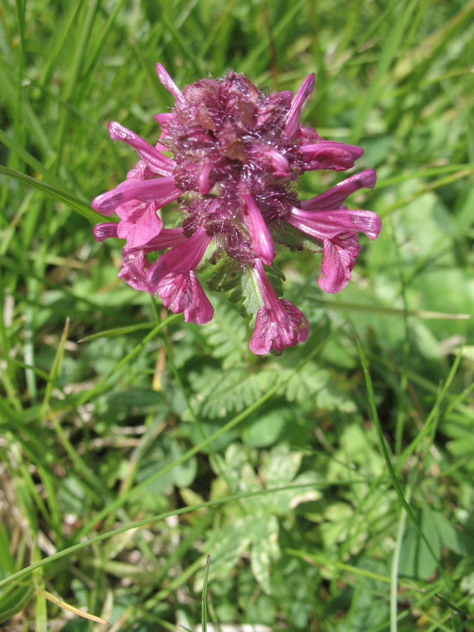 <em>Pedicularis verticillata</em>