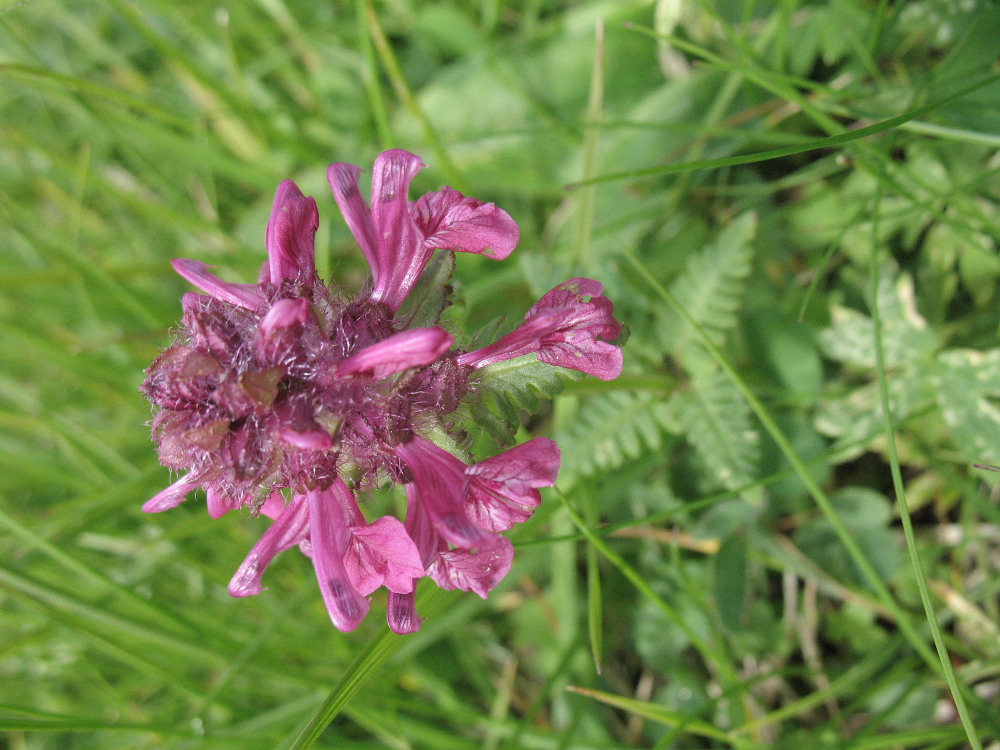 <em>Pedicularis verticillata</em>