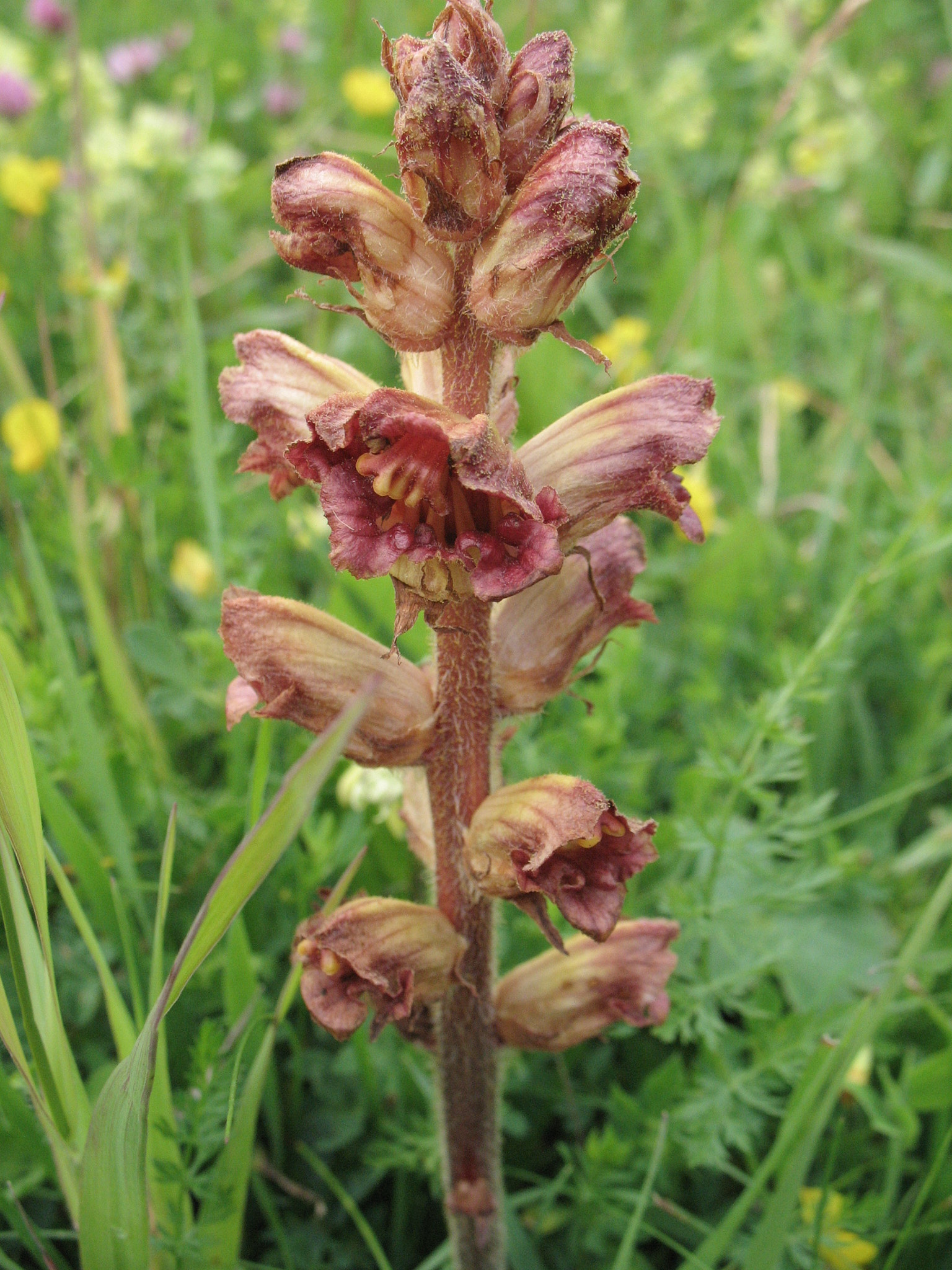 <em>Orobanche gracilis</em>