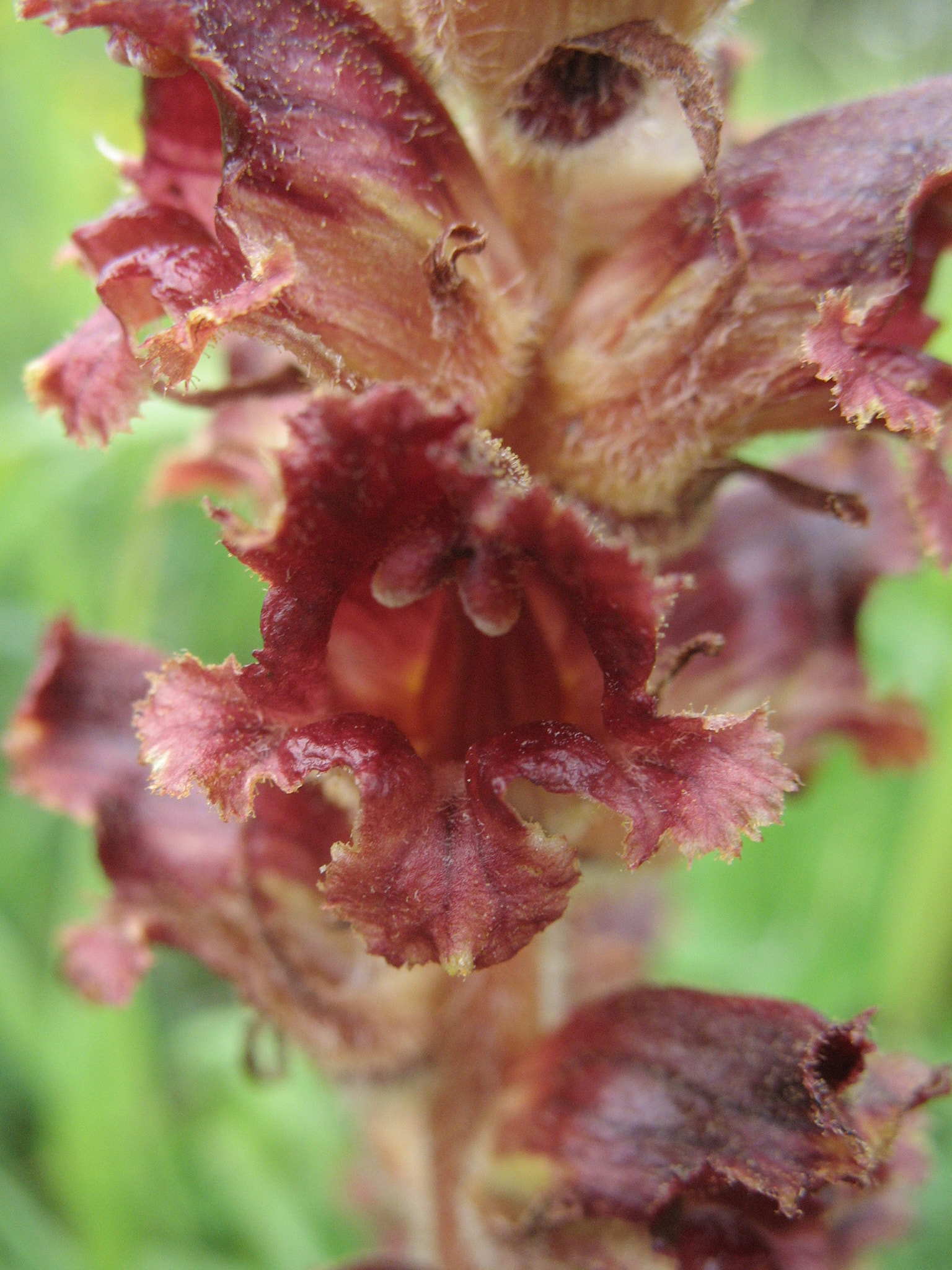 <em>Orobanche gracilis</em>