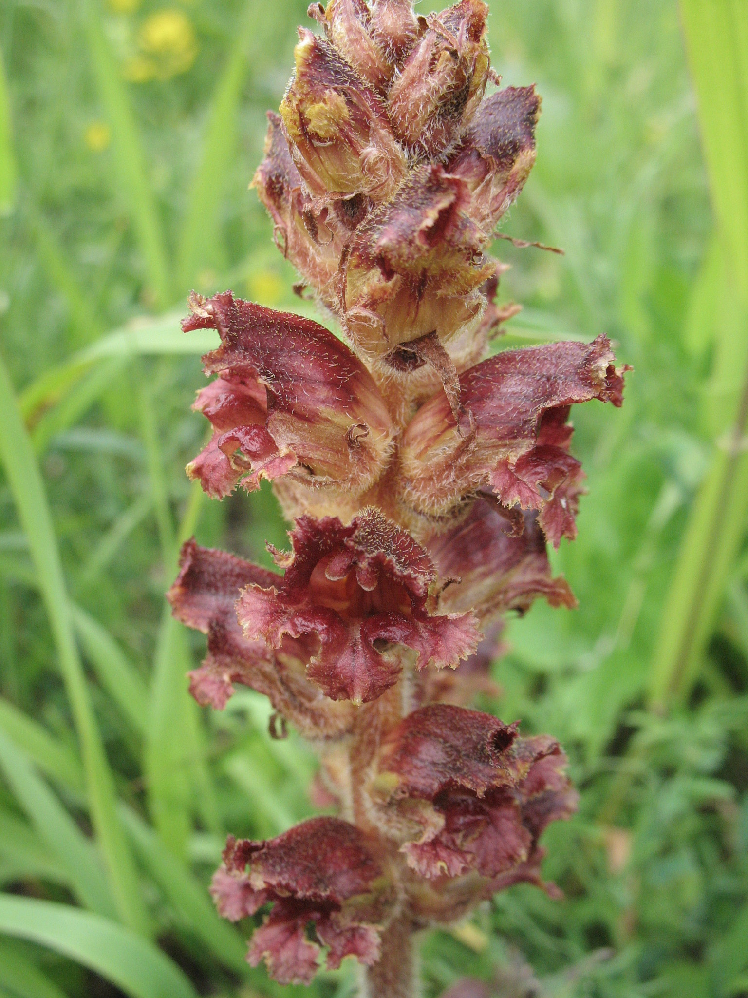 <em>Orobanche gracilis</em>