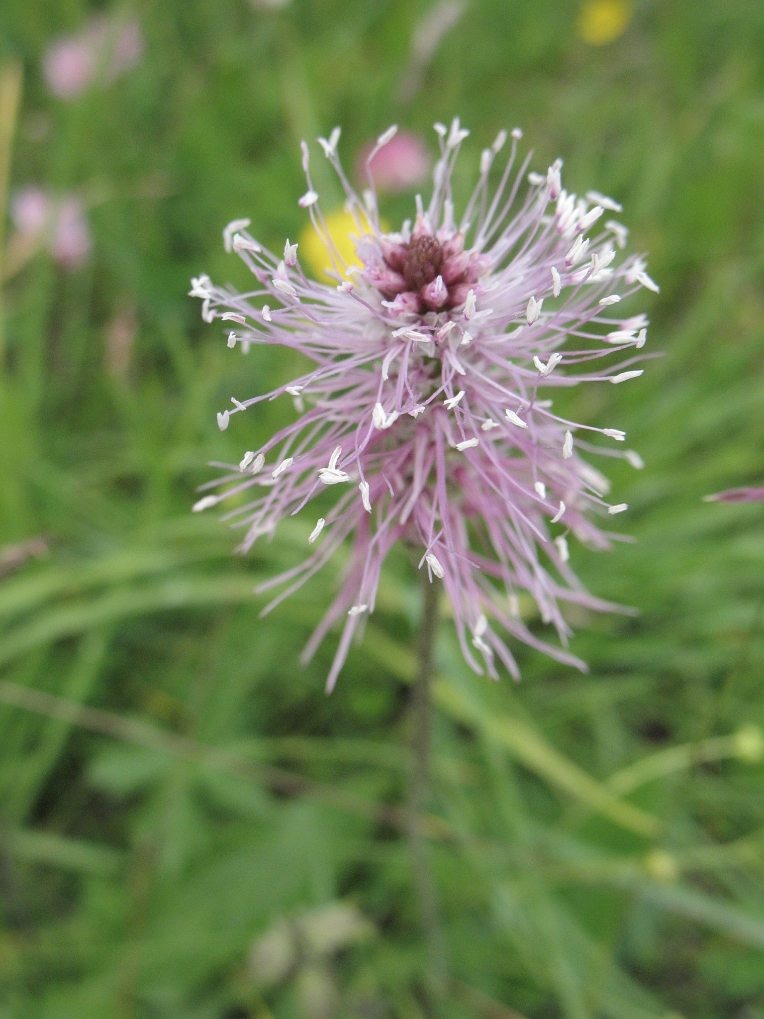 Rödkämpar (<em>Plantago media</em>)