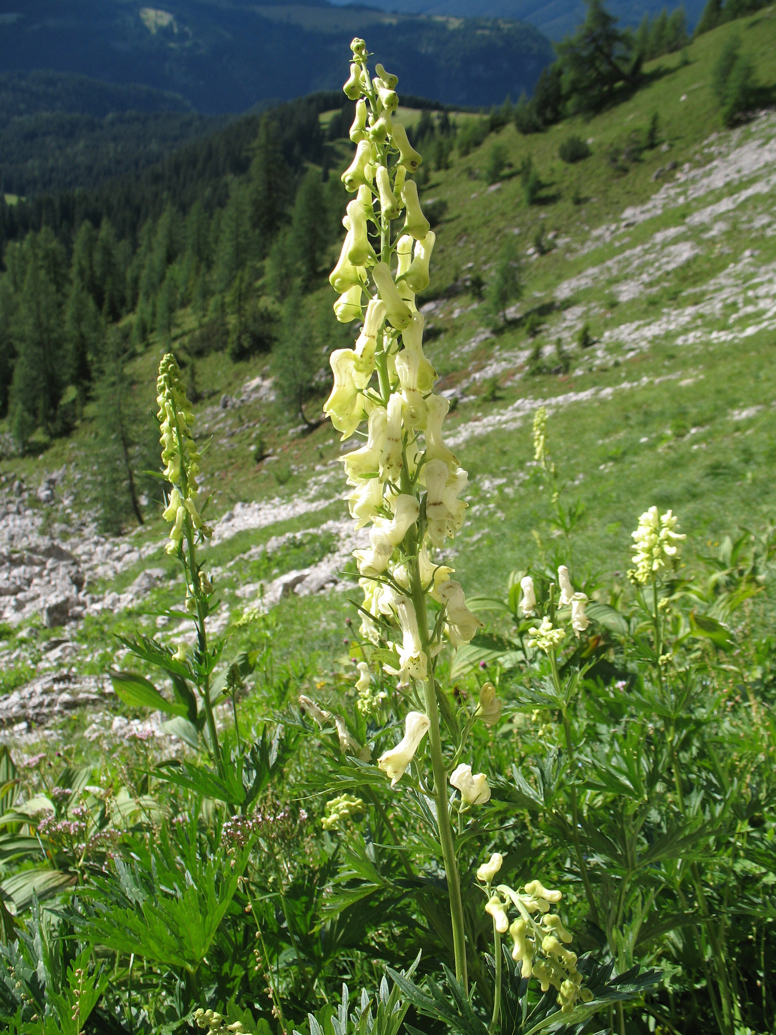 Alpstormhatt (<em>Aconitum vulparia</em>)