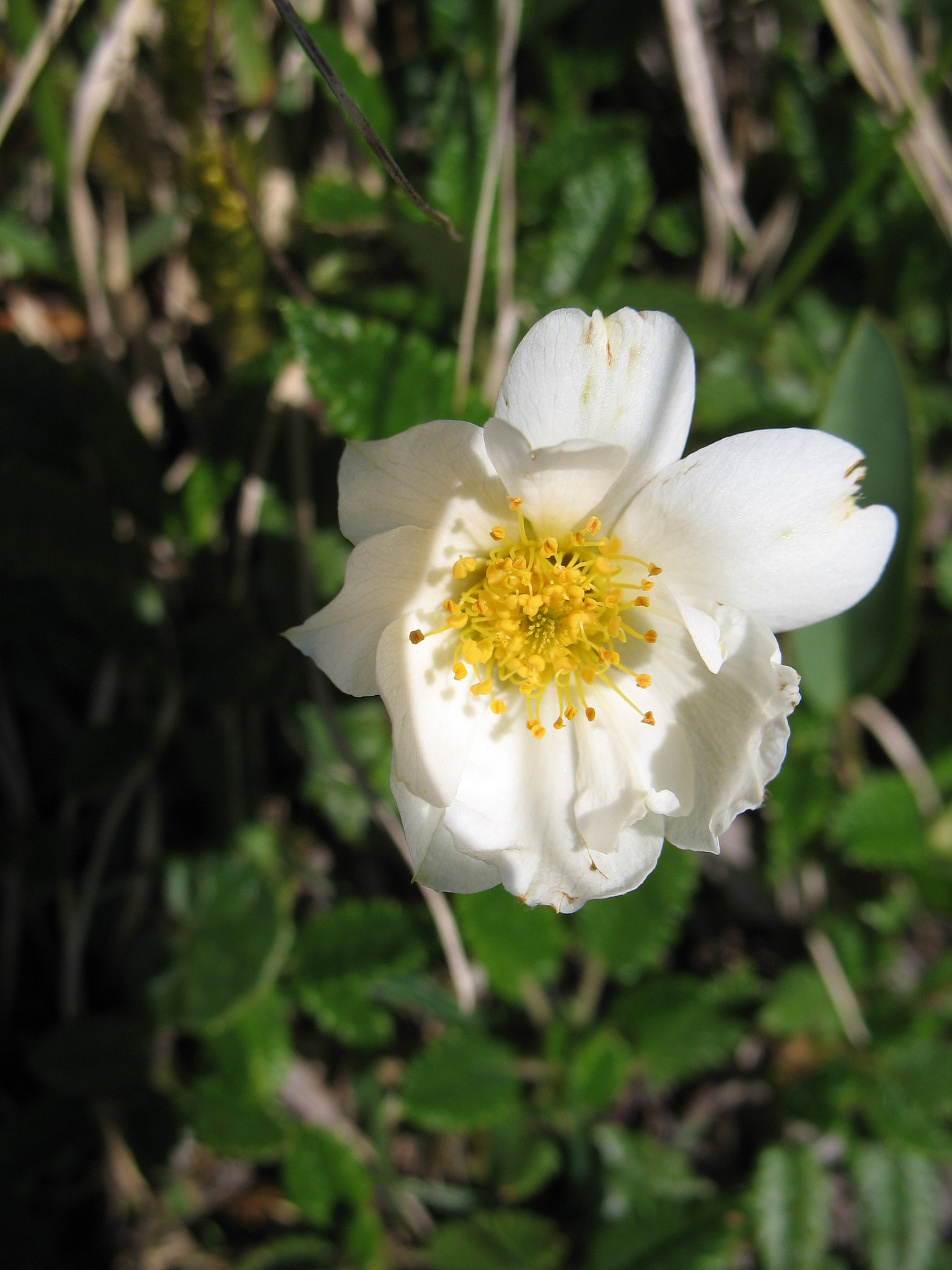 Fjällsippa (<em>Dryas octopetala</em>)