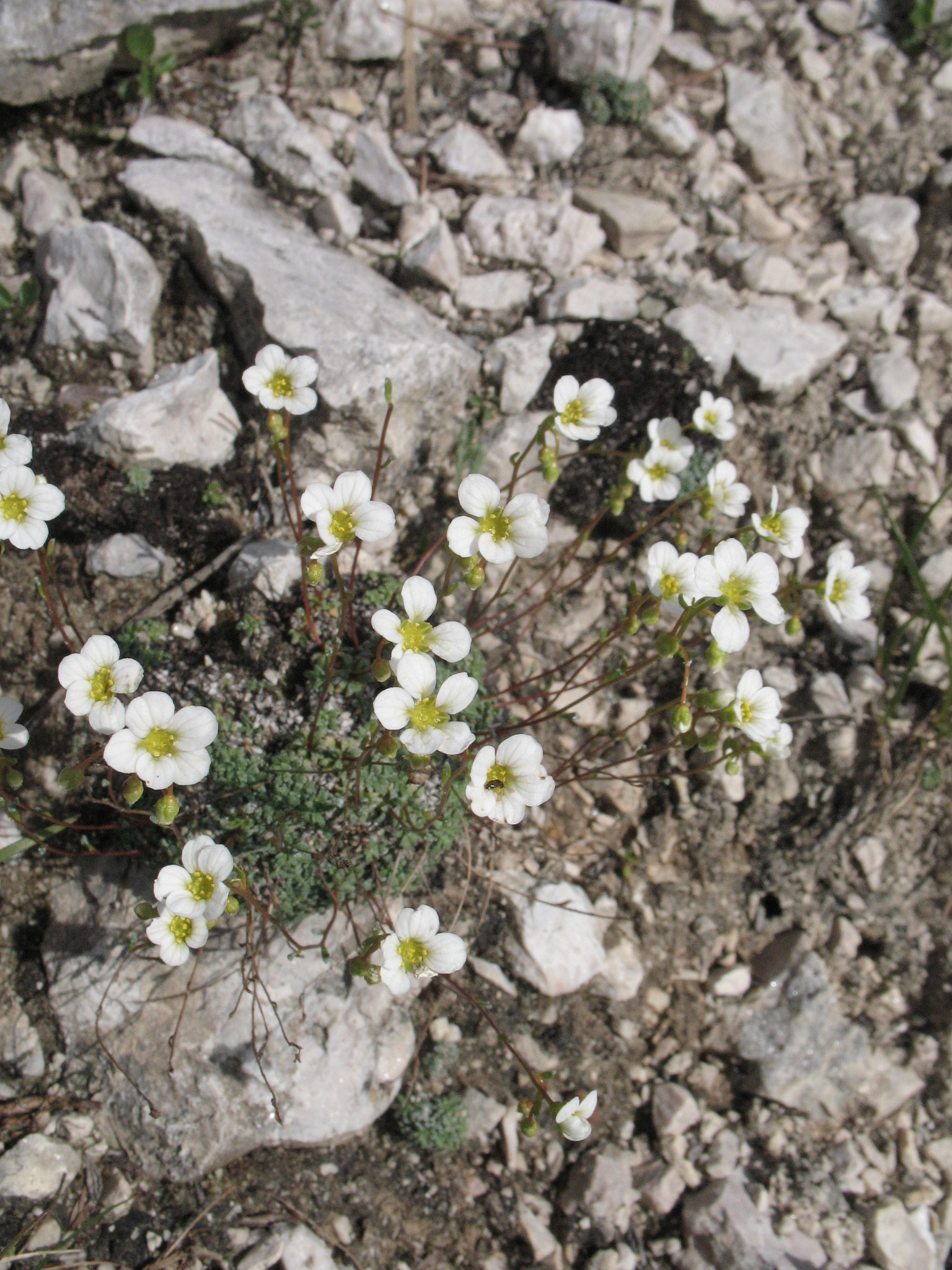 Kuddbräcka (<em>Saxifraga caesia</em>)