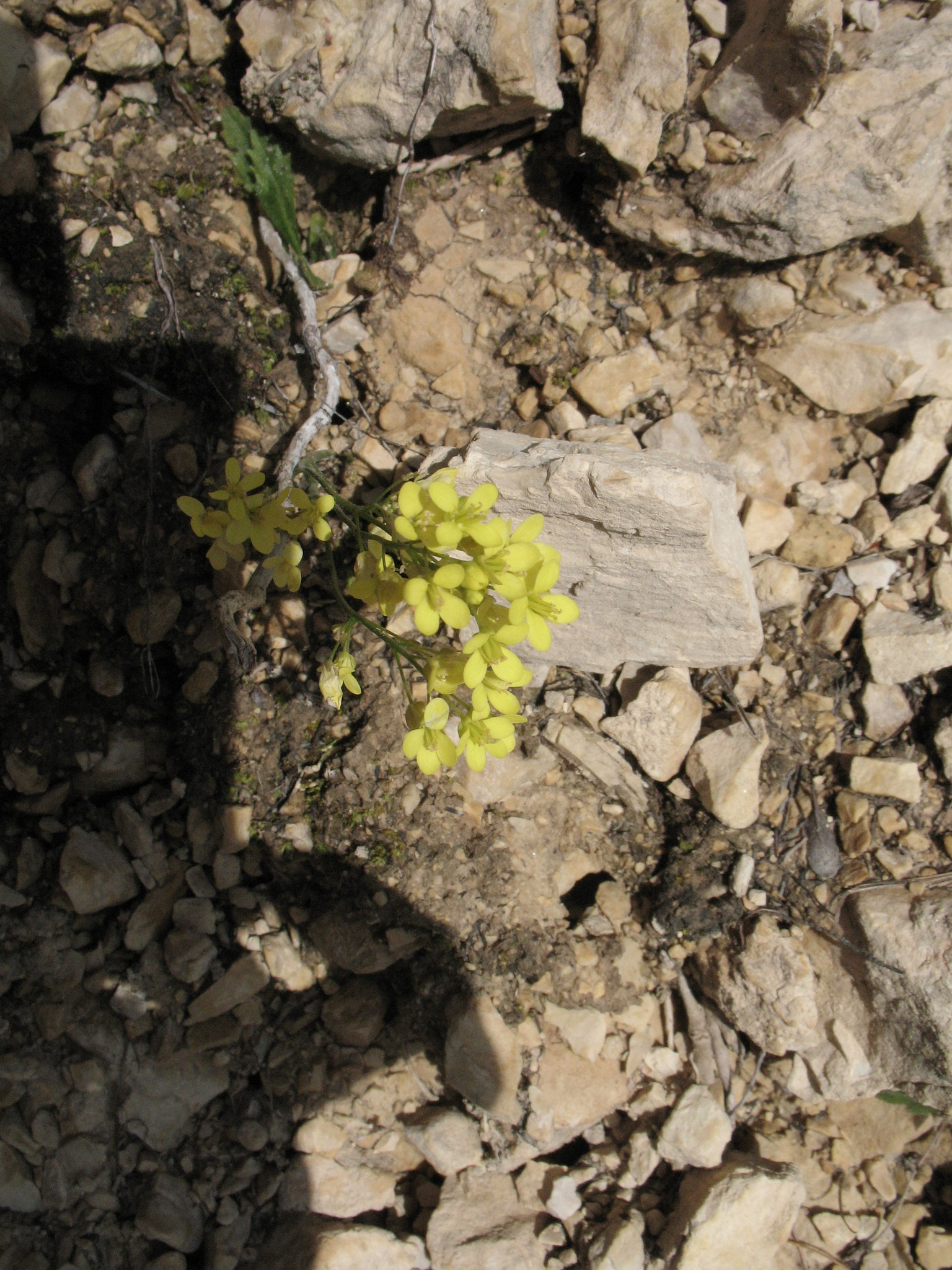 Alpkårel (<em>Erysimum rhaeticum</em>)