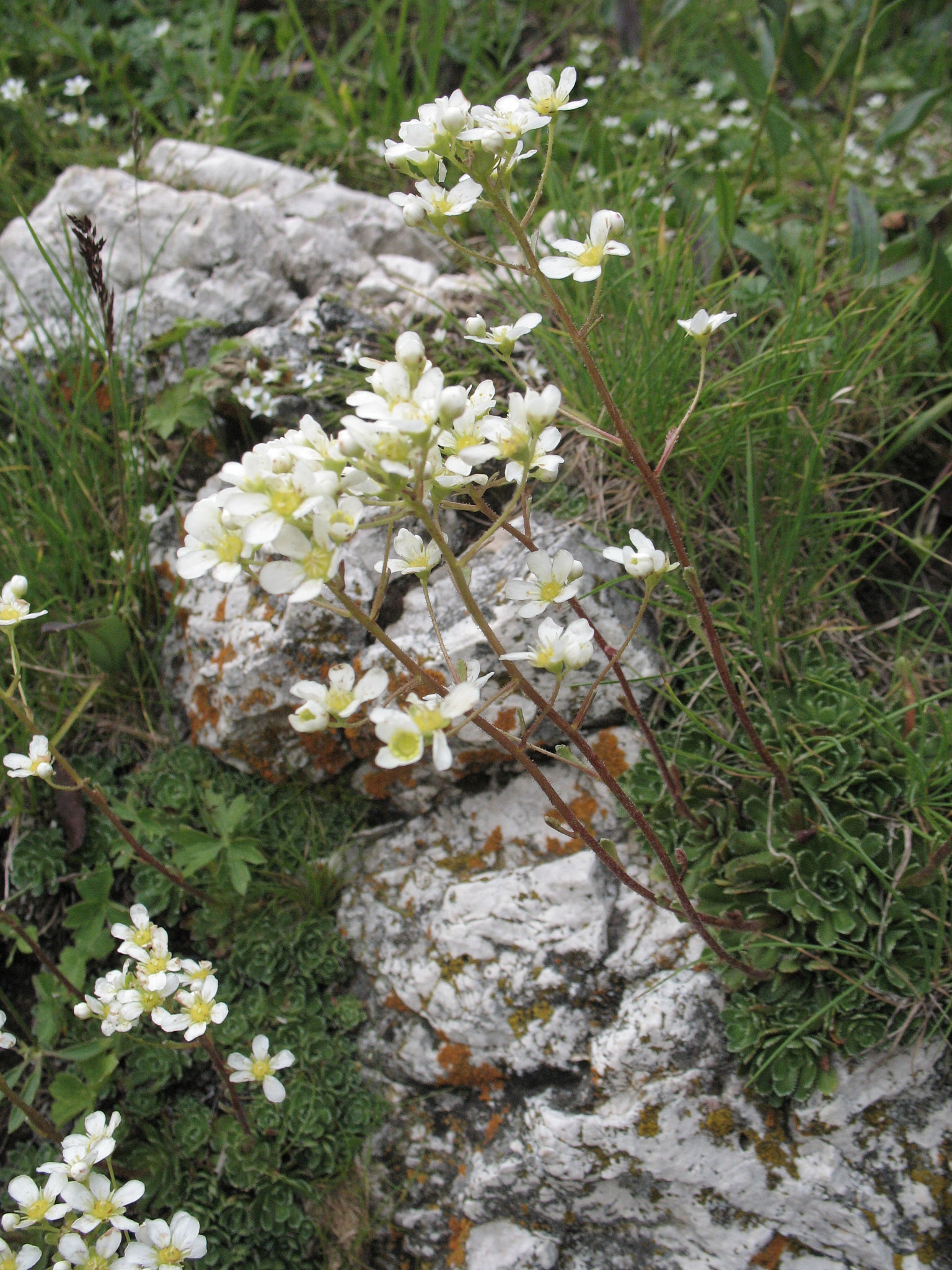 Silverbräcka (<em>Saxifraga paniculata</em>)