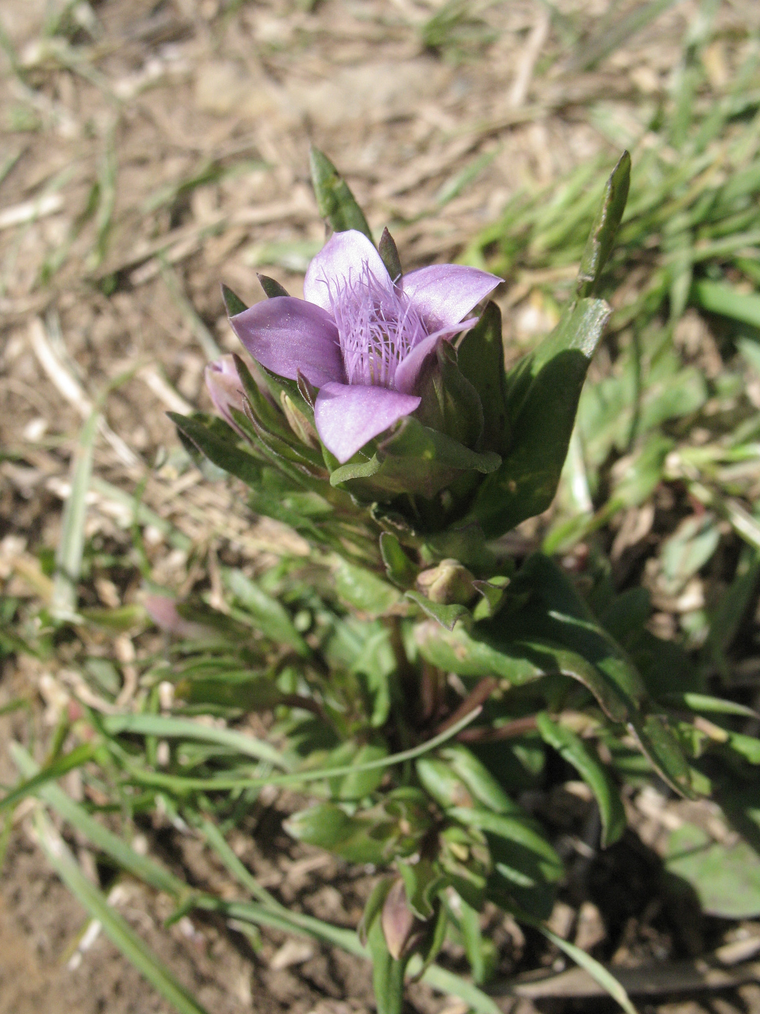 Fältgentiana (<em>Gentianella campestris</em>)