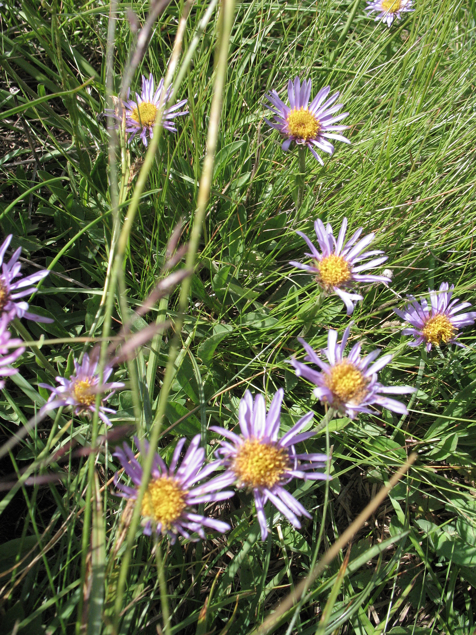 Alpaster (<em>Aster alpinus</em>)