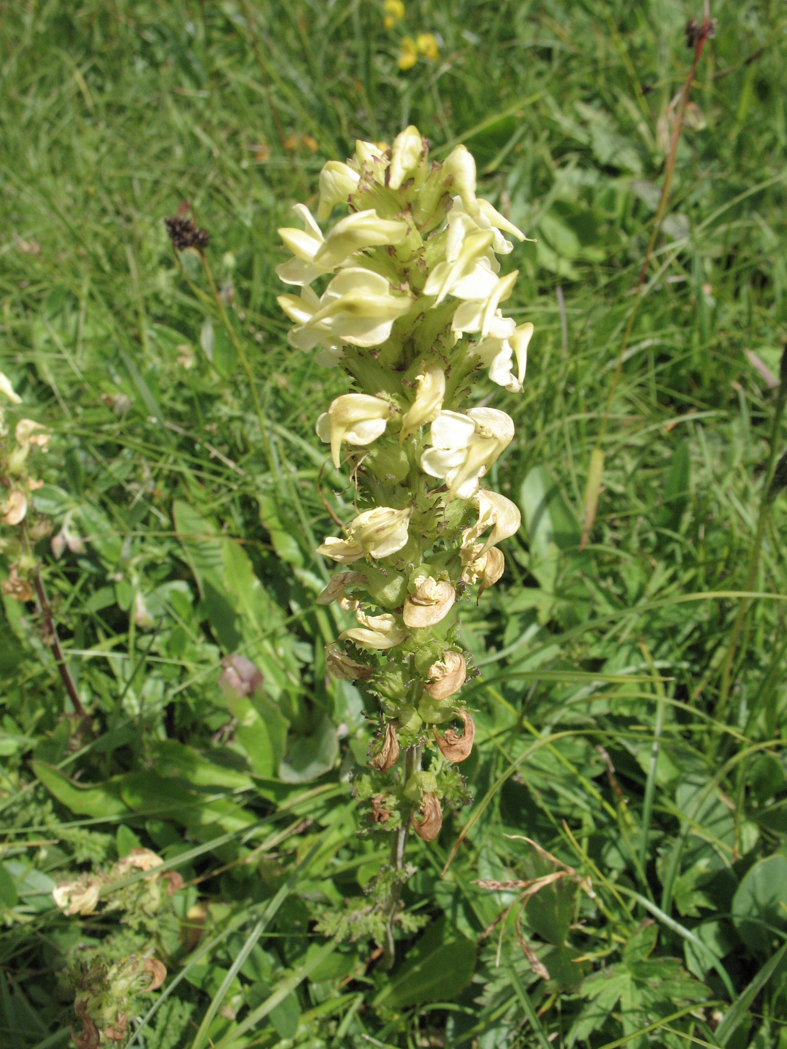 Kvarnspira (<em>Pedicularis comosa</em>)