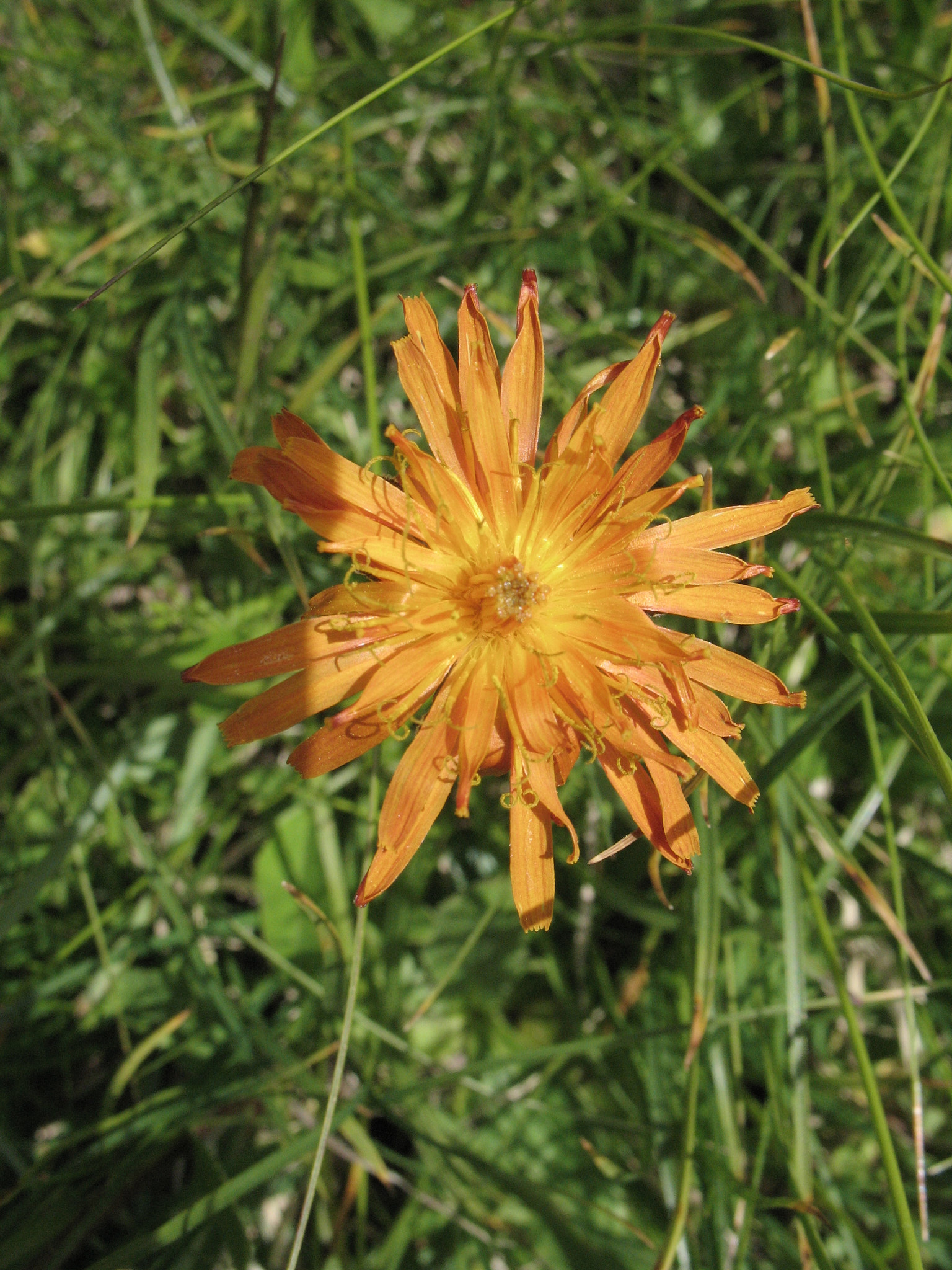 Gullfibbla (<em>Crepis aurea</em>)