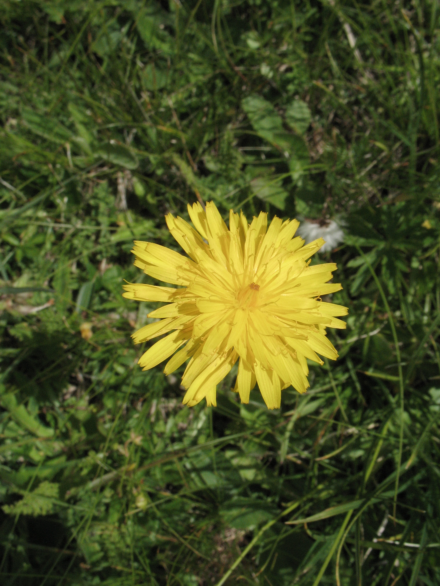 Rotfibbla (<em>Hypochaeris radicata</em>)