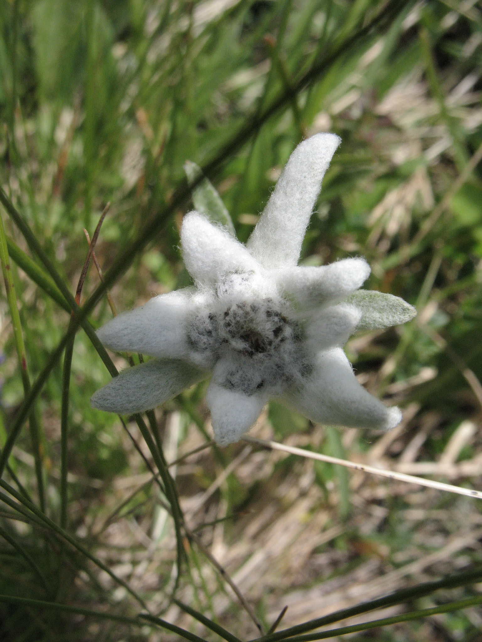 Edelweiss (<em>Leontopodium alpinum</em>)