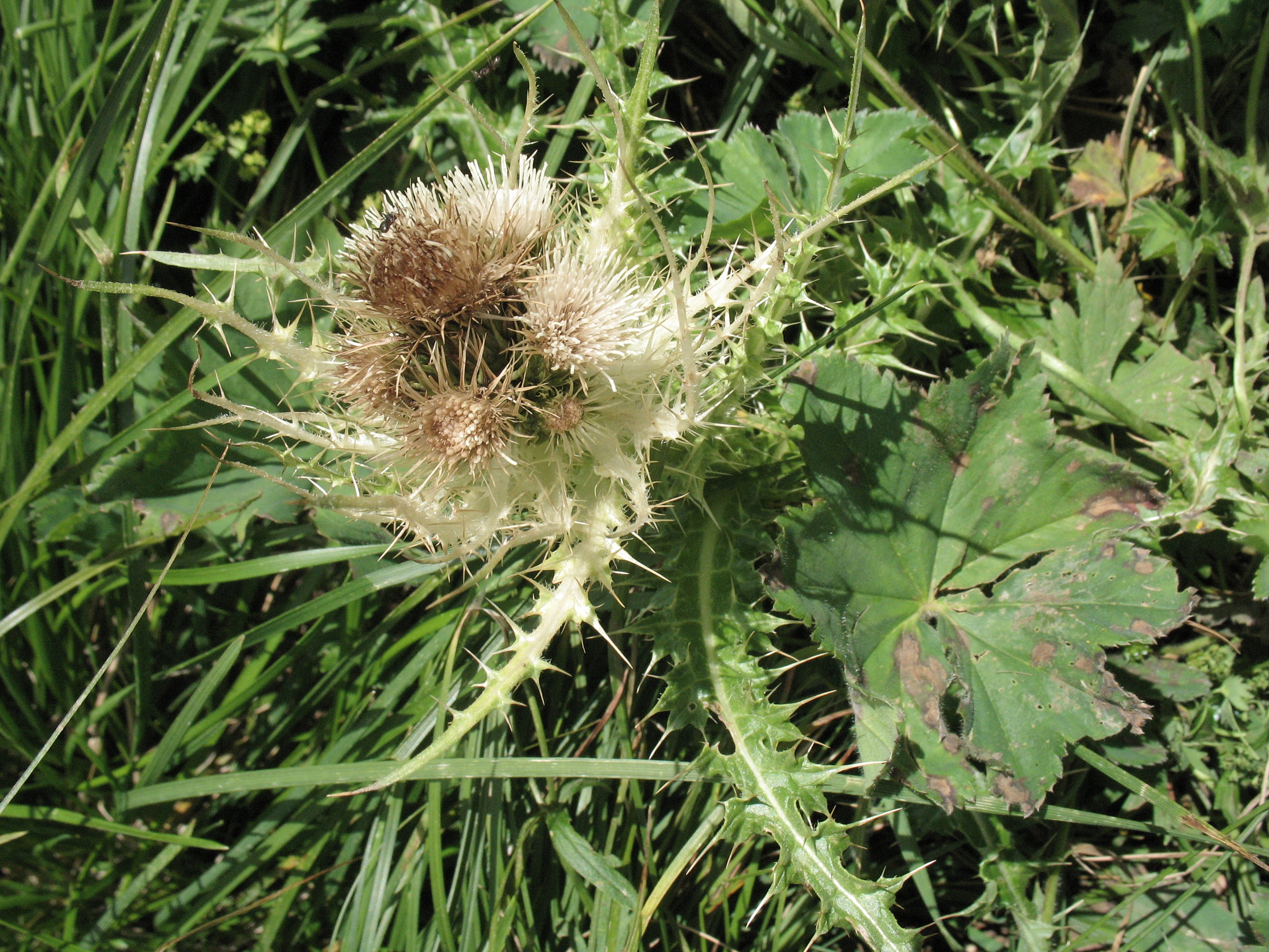 Alptistel (<em>Cirsium spinosissimum</em>)