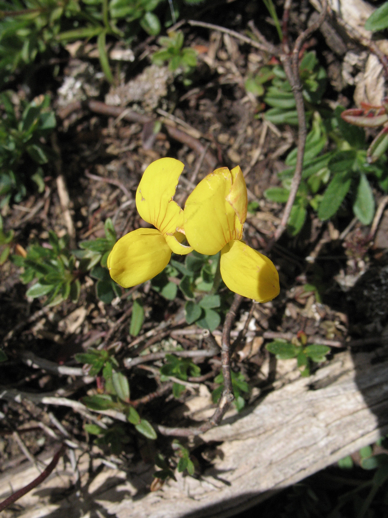 Kärringtand (<em>Lotus corniculatus</em>)