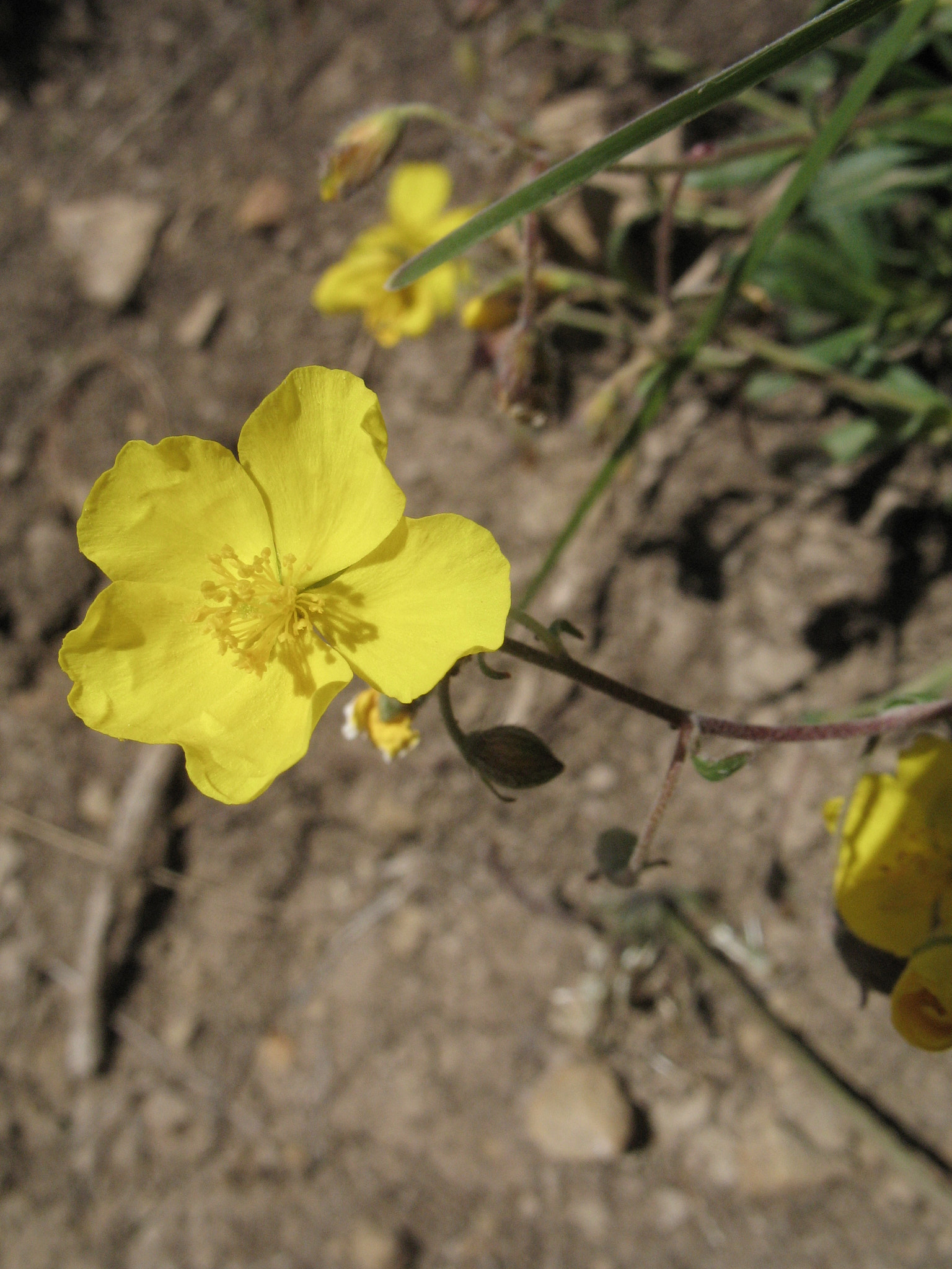 Solvända (<em>Helianthemum nummularium</em>)