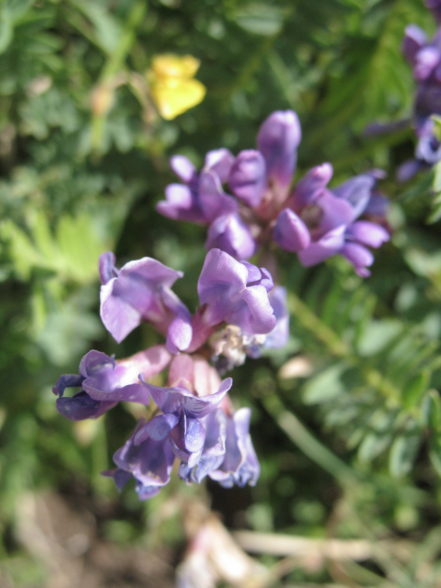 Bergvedel (<em>Oxytropis jacquinii</em>)