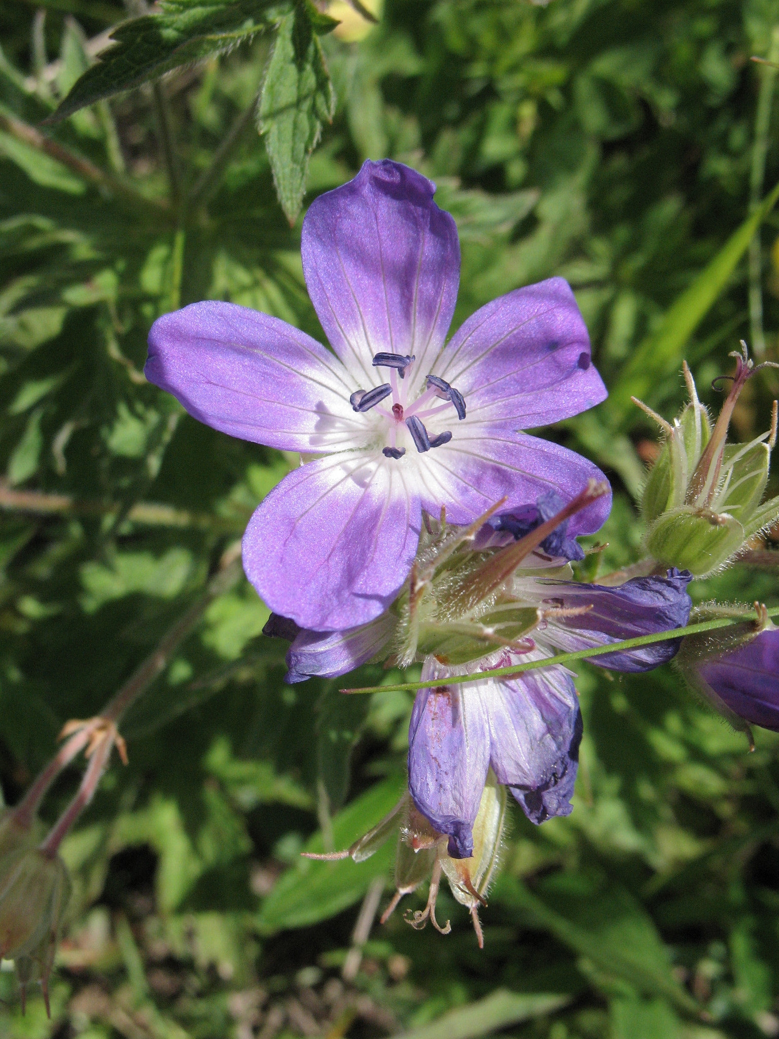 Midsommarblomster (<em>Geranium sylvaticum</em>)