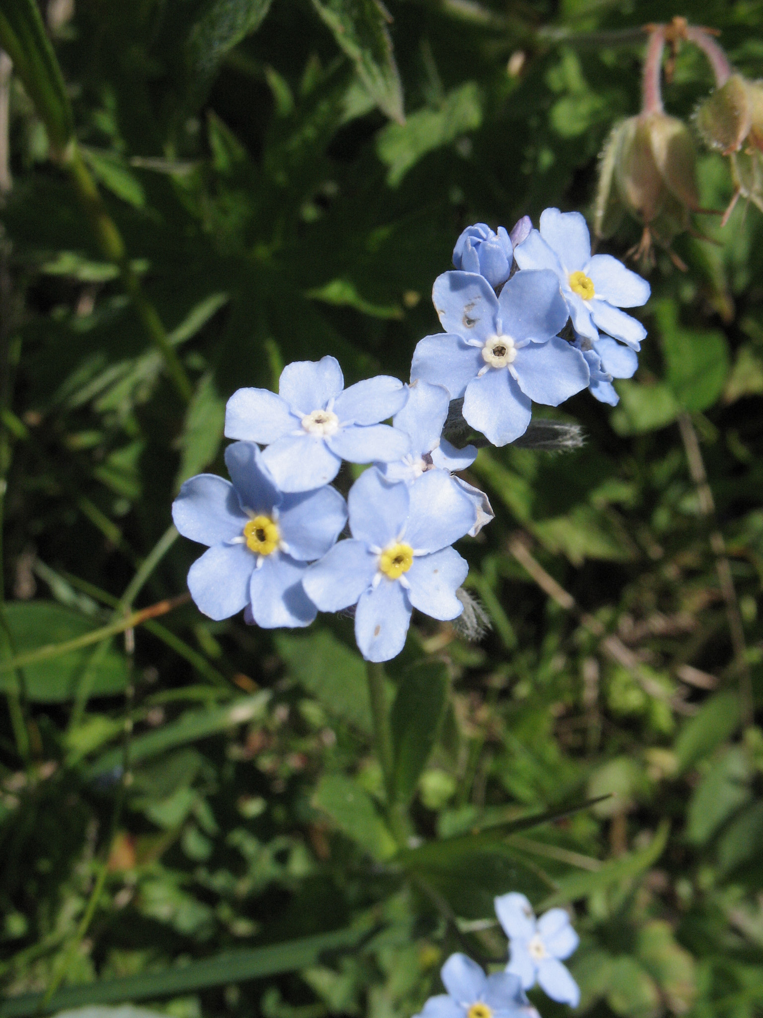 Alpförgätmigej (<em>Myosotis Alpestris</em>)