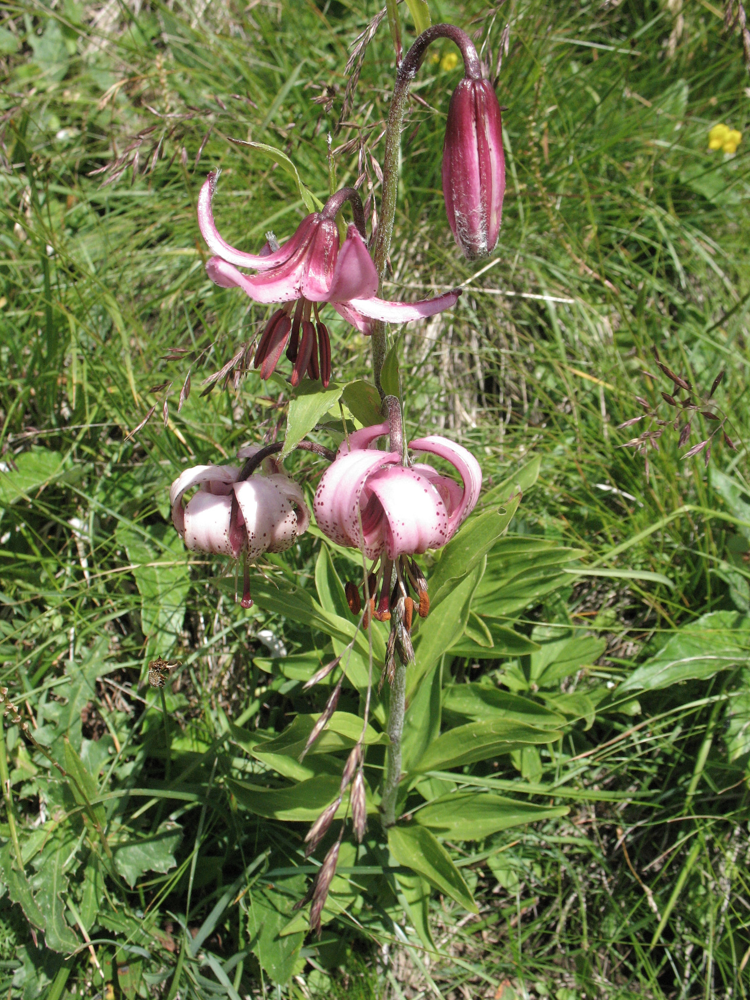 Krollilja (<em>Lilium martagon</em>)
