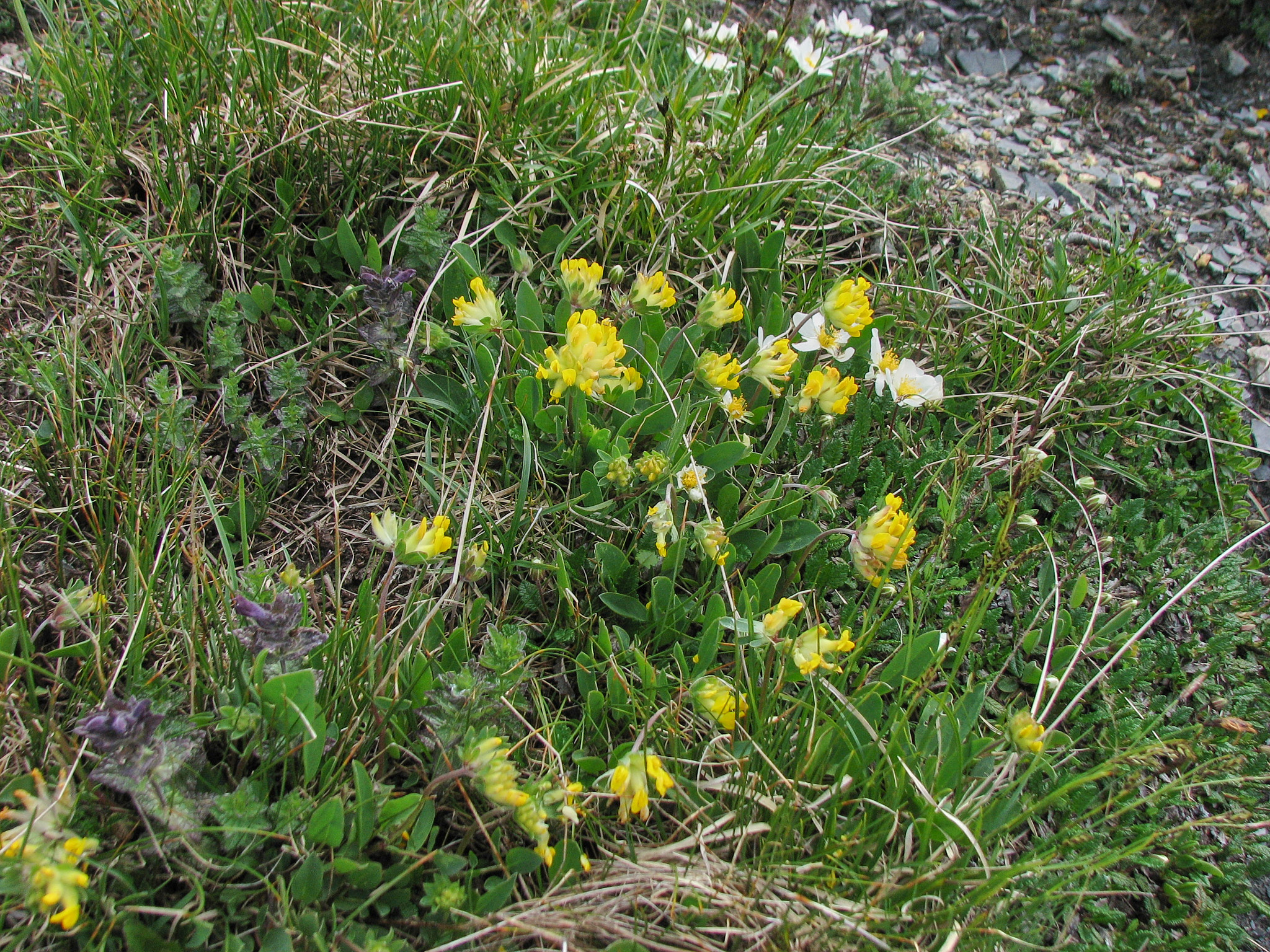 Getväppling (<em>Anthyllis vulneraria</em>)