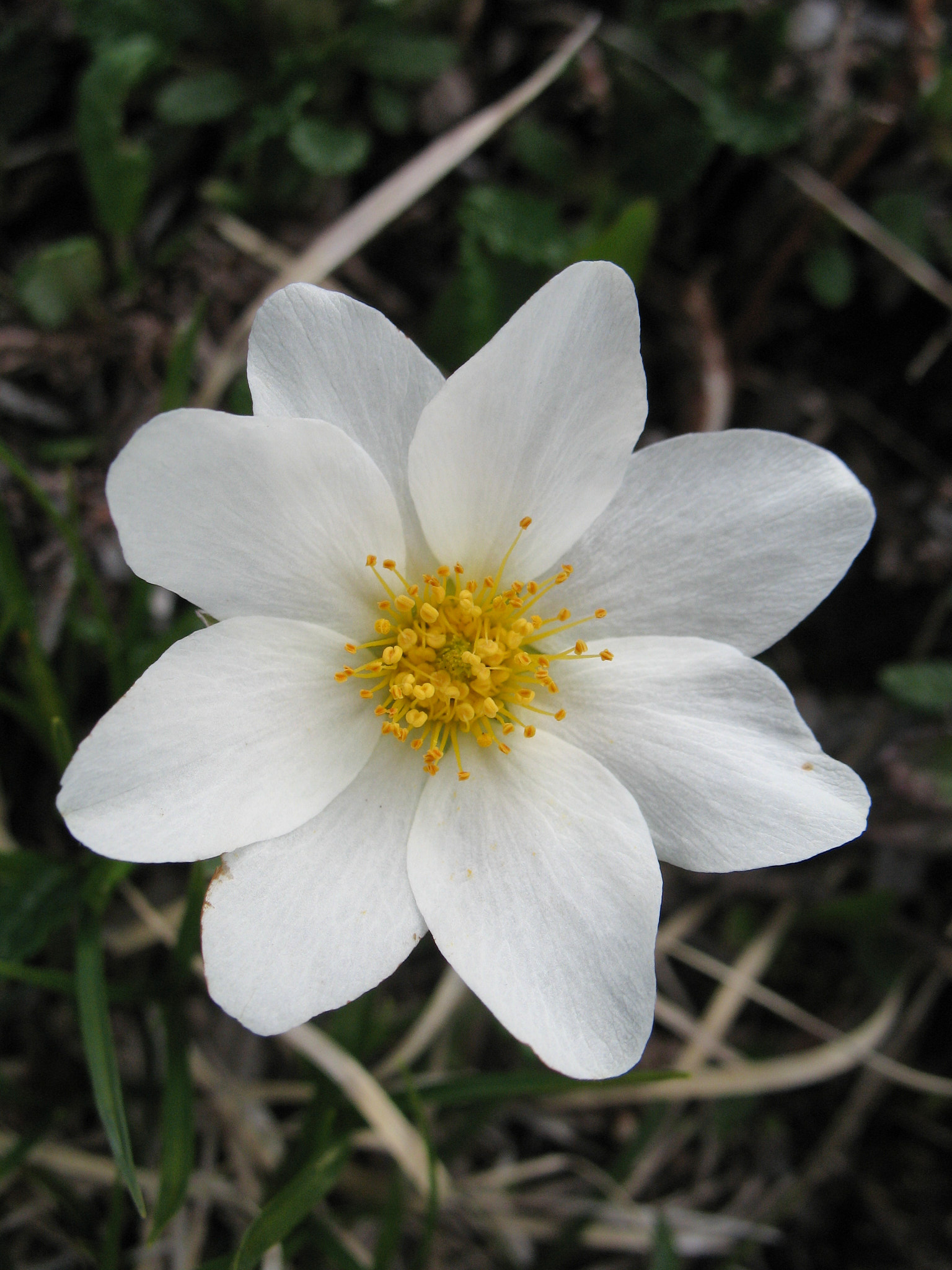 Fjällsippa (<em>Dryas octopetala</em>)