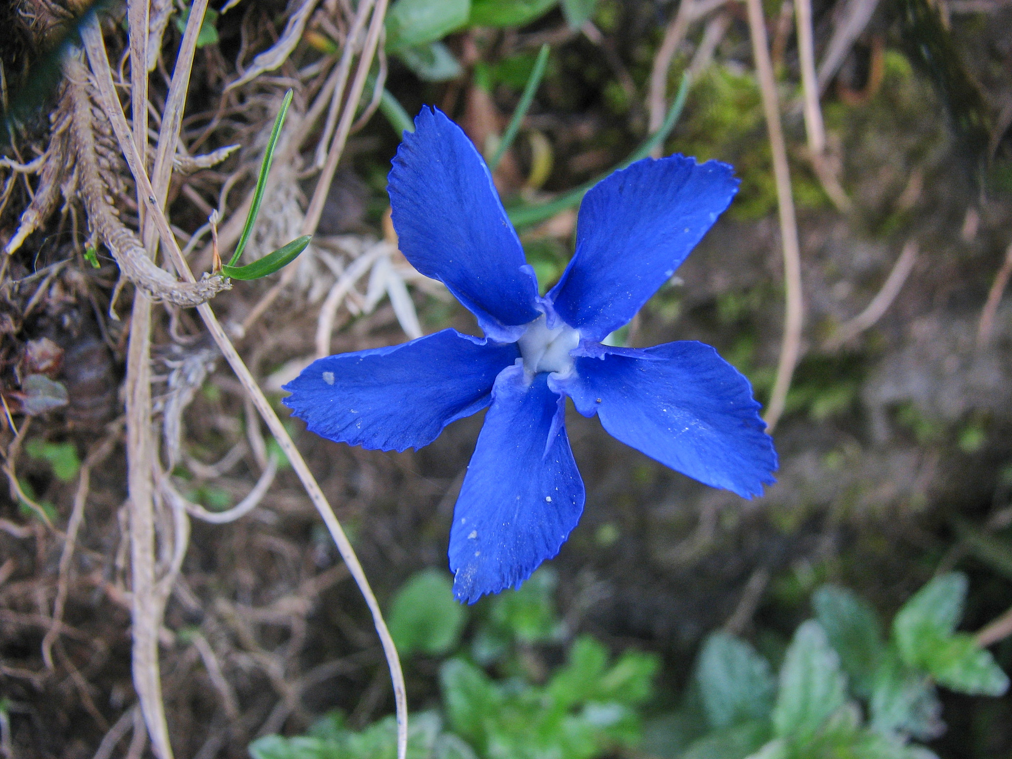 Vårgentiana (<em>Gentiana verna</em>)